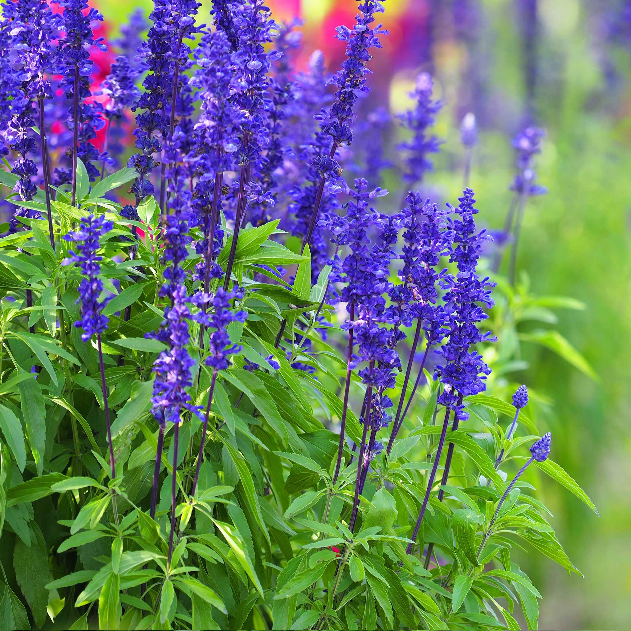 Blue Sage Seeds