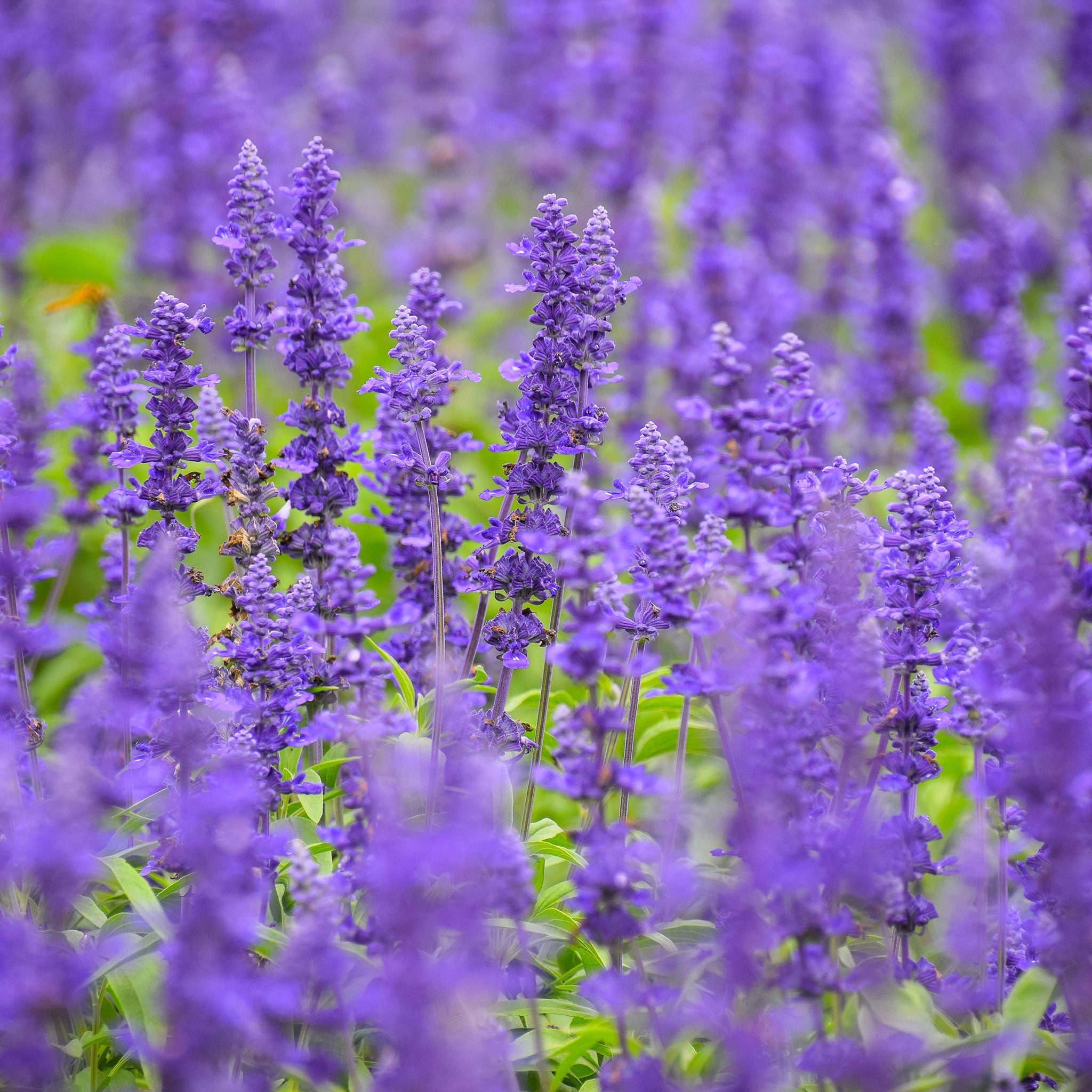 Blue Sage Seeds