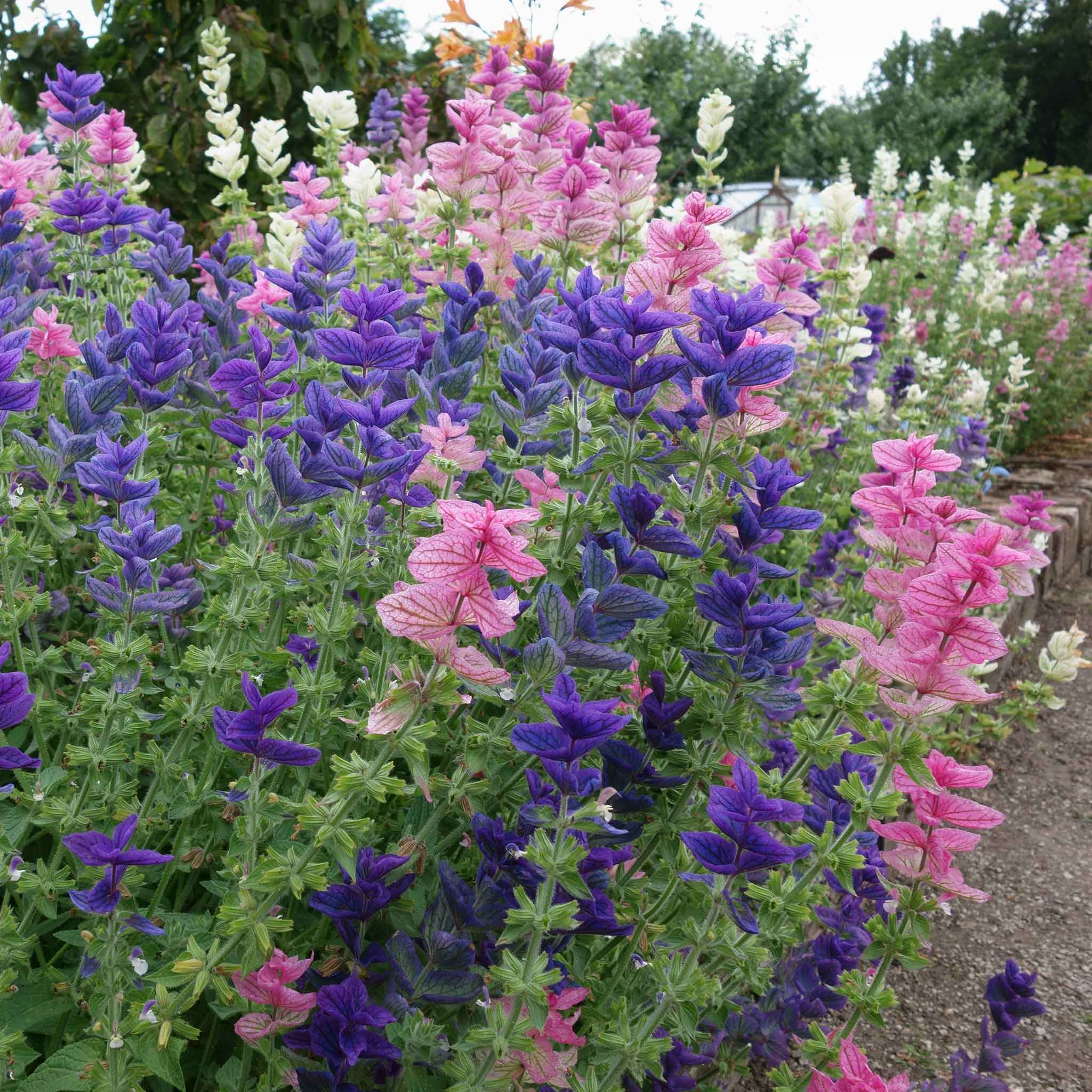 Clary Sage Seeds - Blue Monday