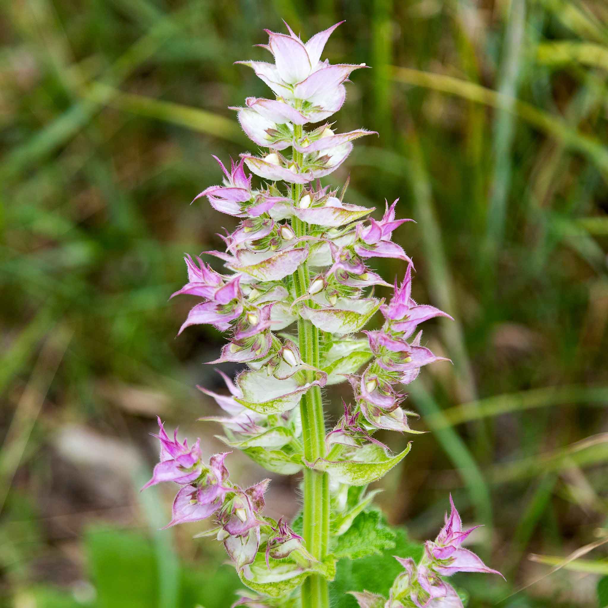 Clary Sage Seeds - Bluish-White