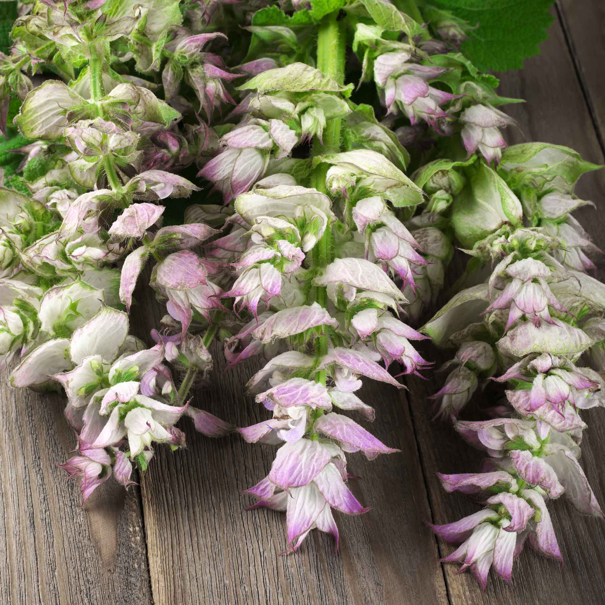 Clary Sage Seeds - Bluish-White