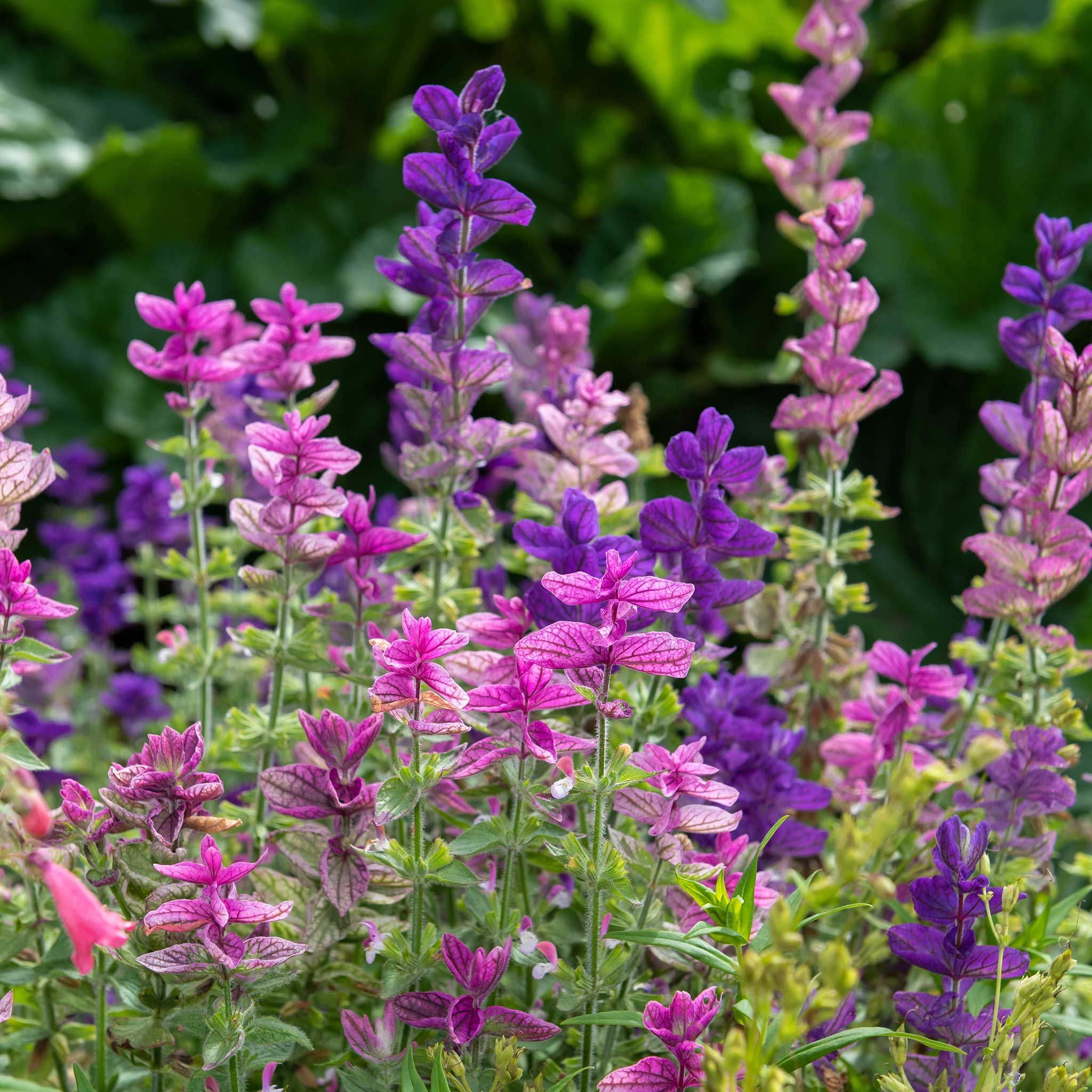 Clary Sage Seeds - Tricolor Mix