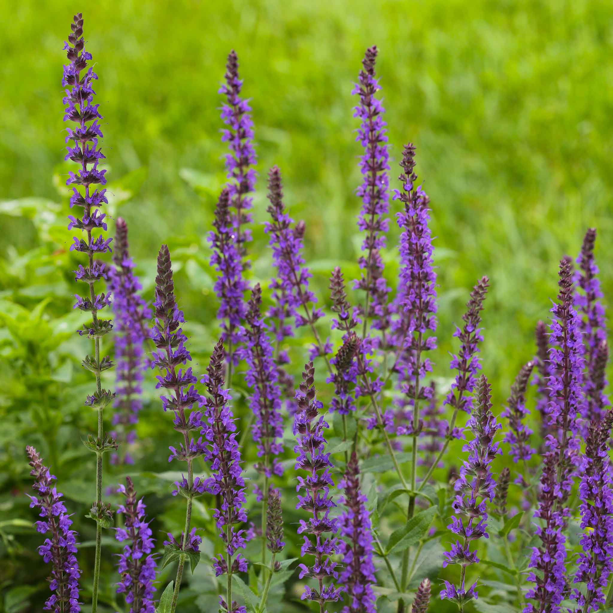 Sage Seeds - Meadow Sage