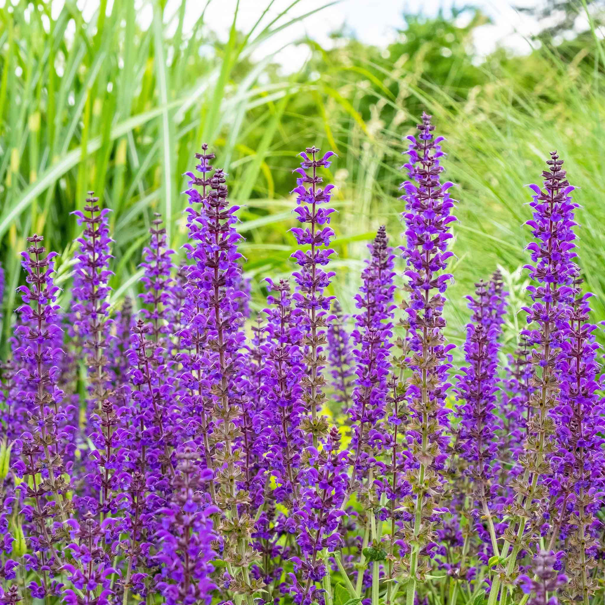 Sage Seeds - Meadow Sage