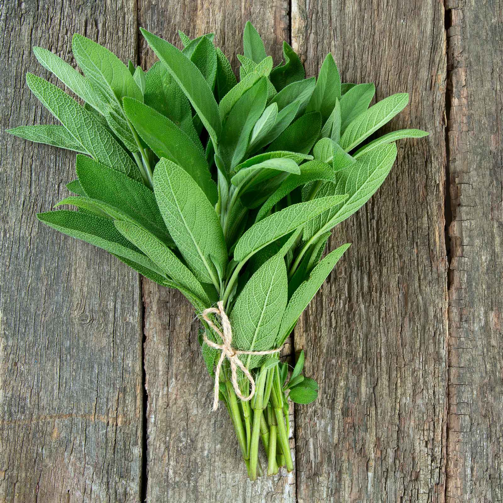 Organic Sage Seeds