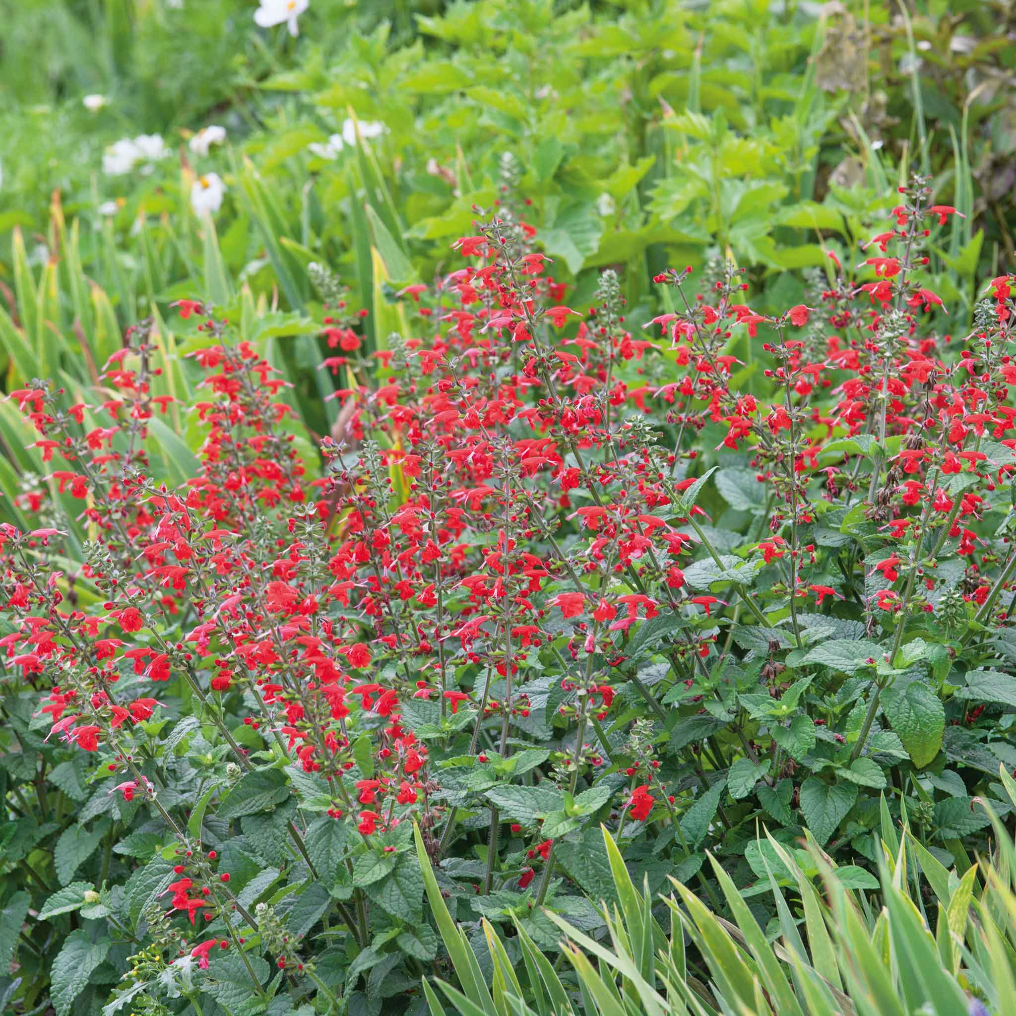 Scarlet Sage Seeds