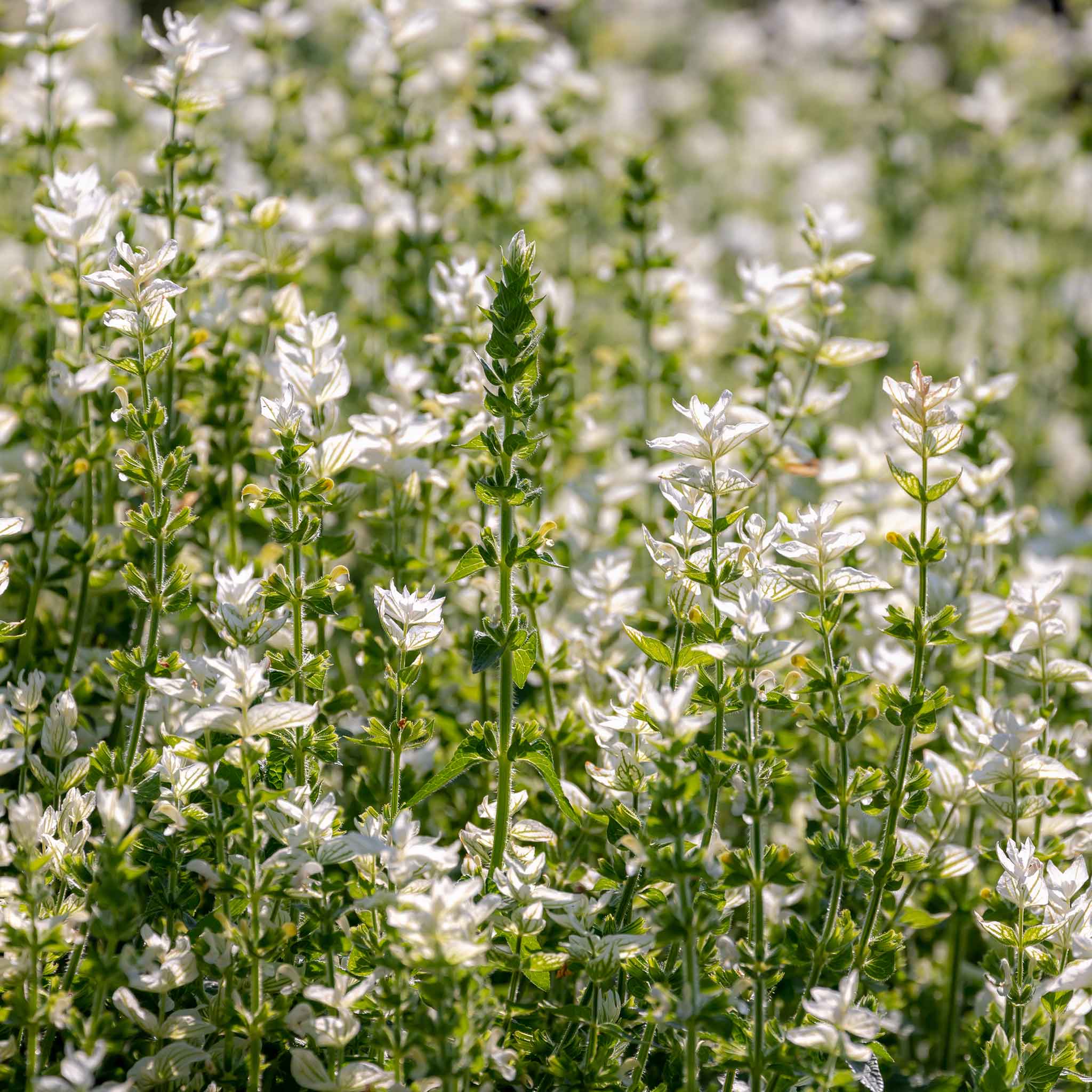 Clary Sage Seeds - White Swan