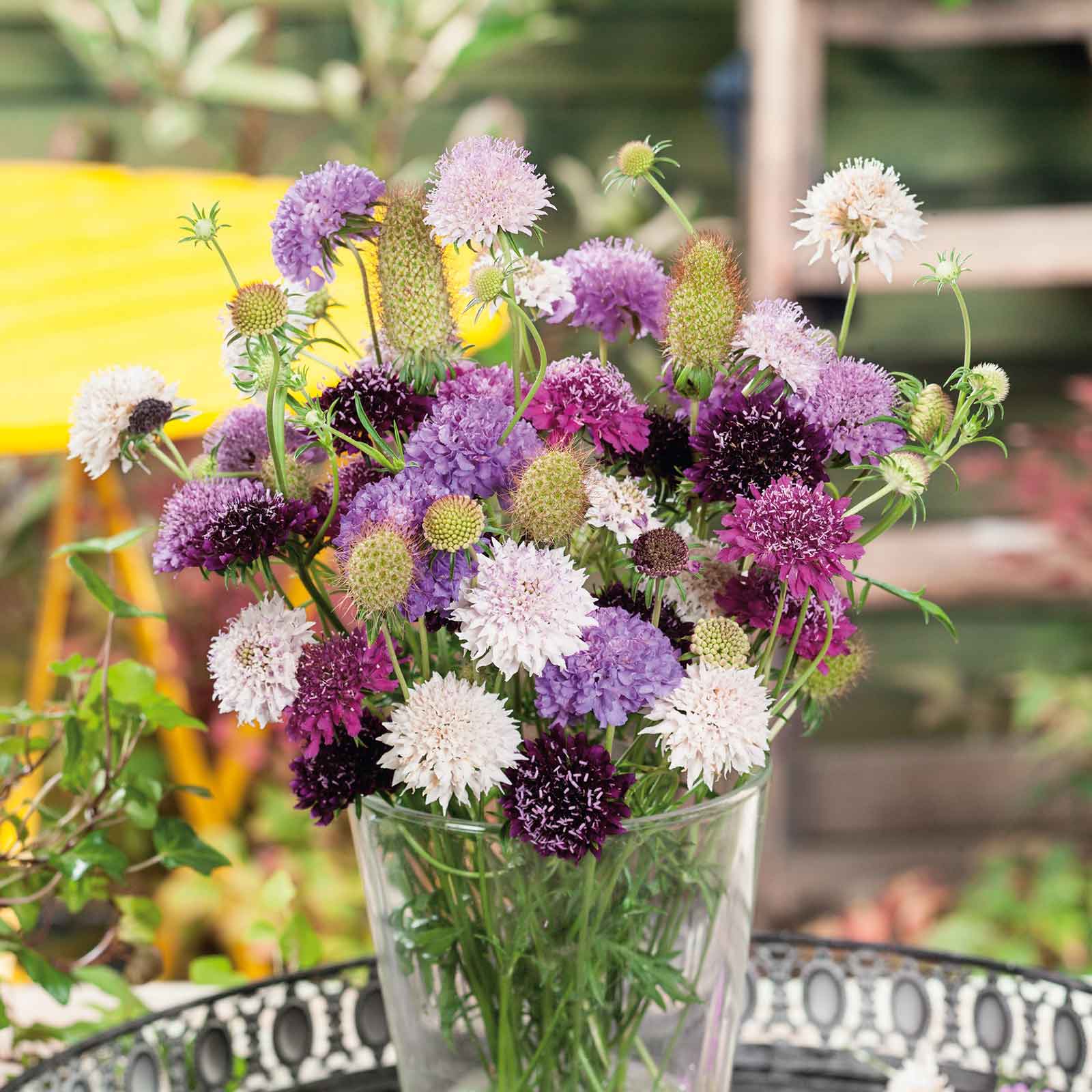 Scabiosa Seeds - Tall Double Mix