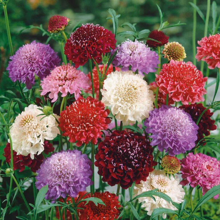 Scabiosa Seeds - Tall Double Mix