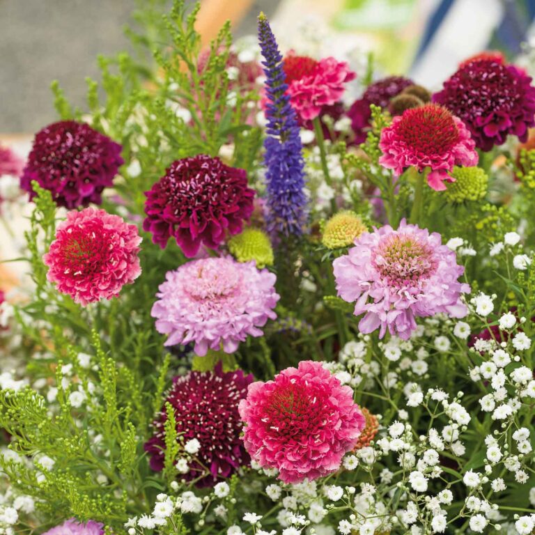 Scabiosa Seeds - Tall Double Mix