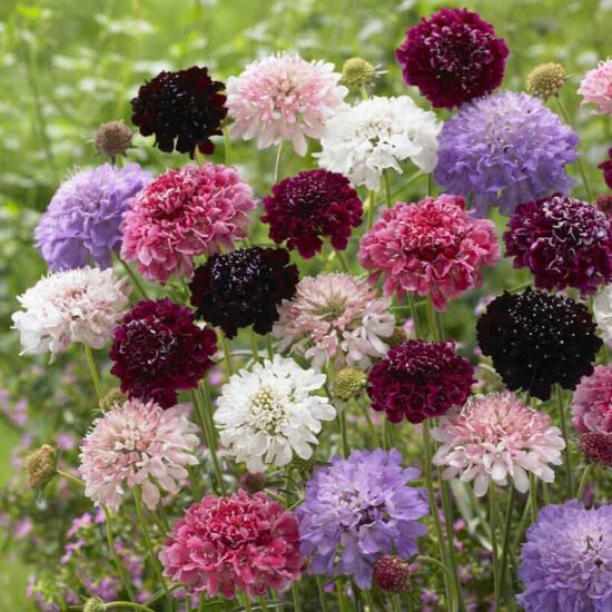 Scabiosa Seeds - Tall Double Mix