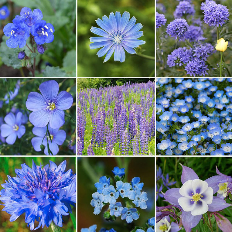 Singin' The Blues - Exclusive Blue Wildflower Seed Mix