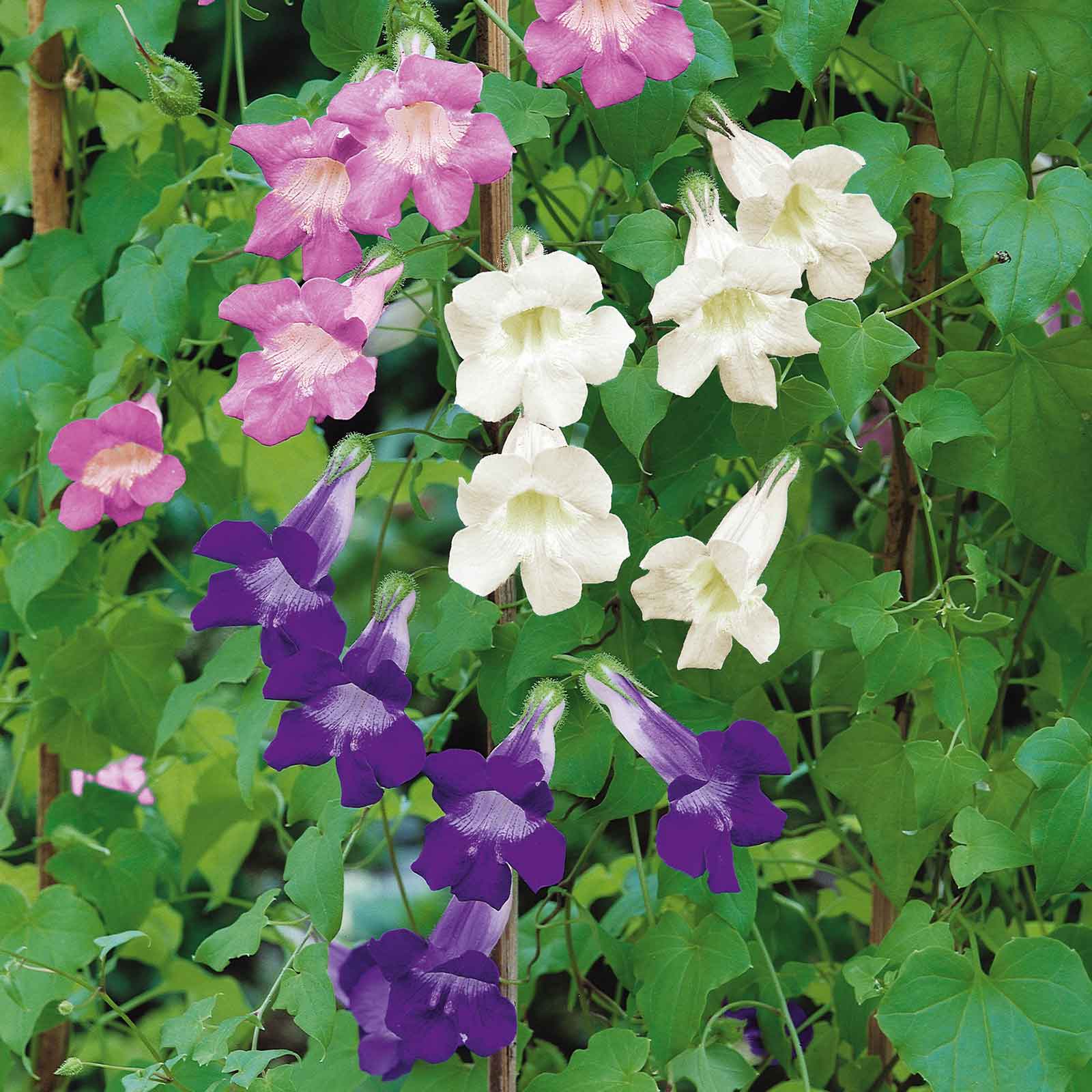 Climbing Snapdragon Seeds- Mix