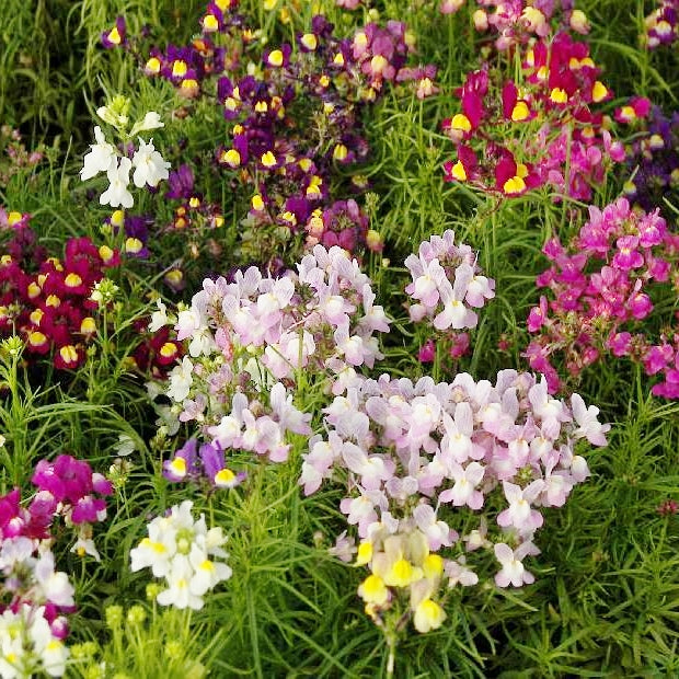 Toadflax/Spurred Snapdragon Seeds