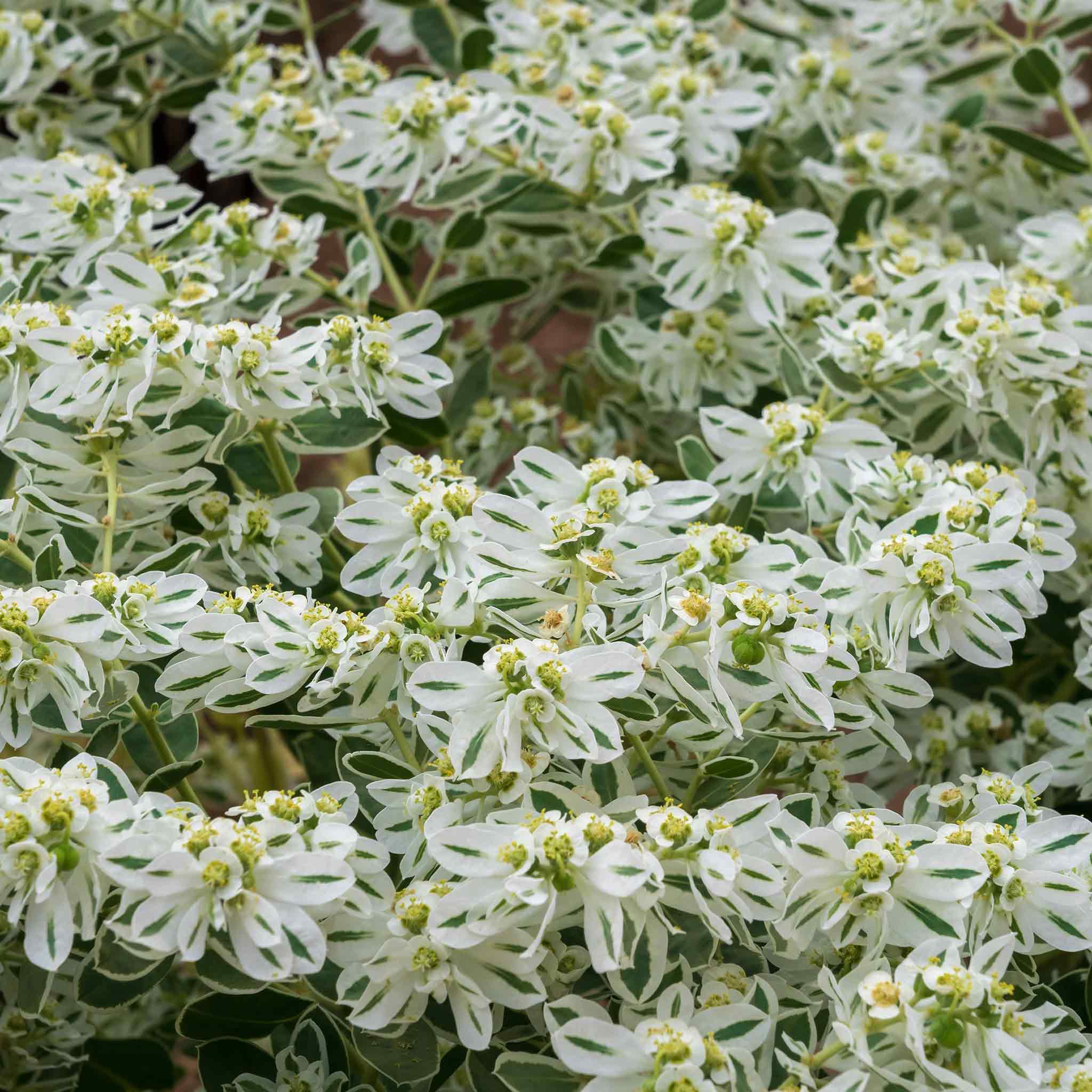 Snow on the Mountain Seeds