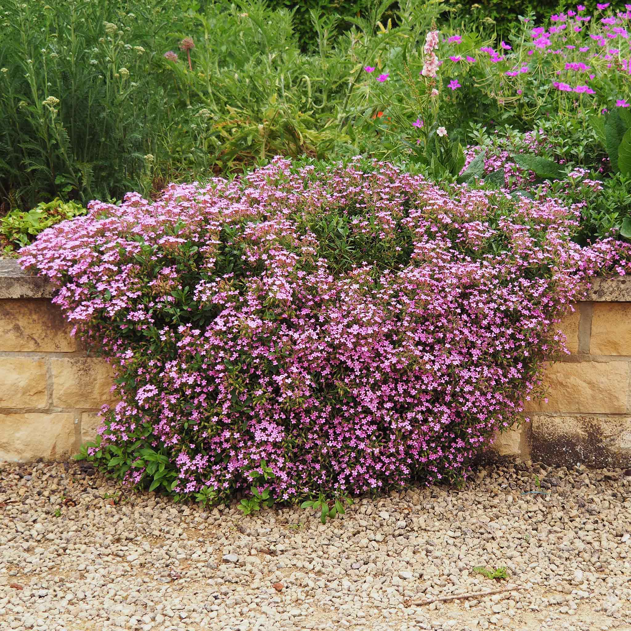 Soapwort Seeds - Rock Soapwort