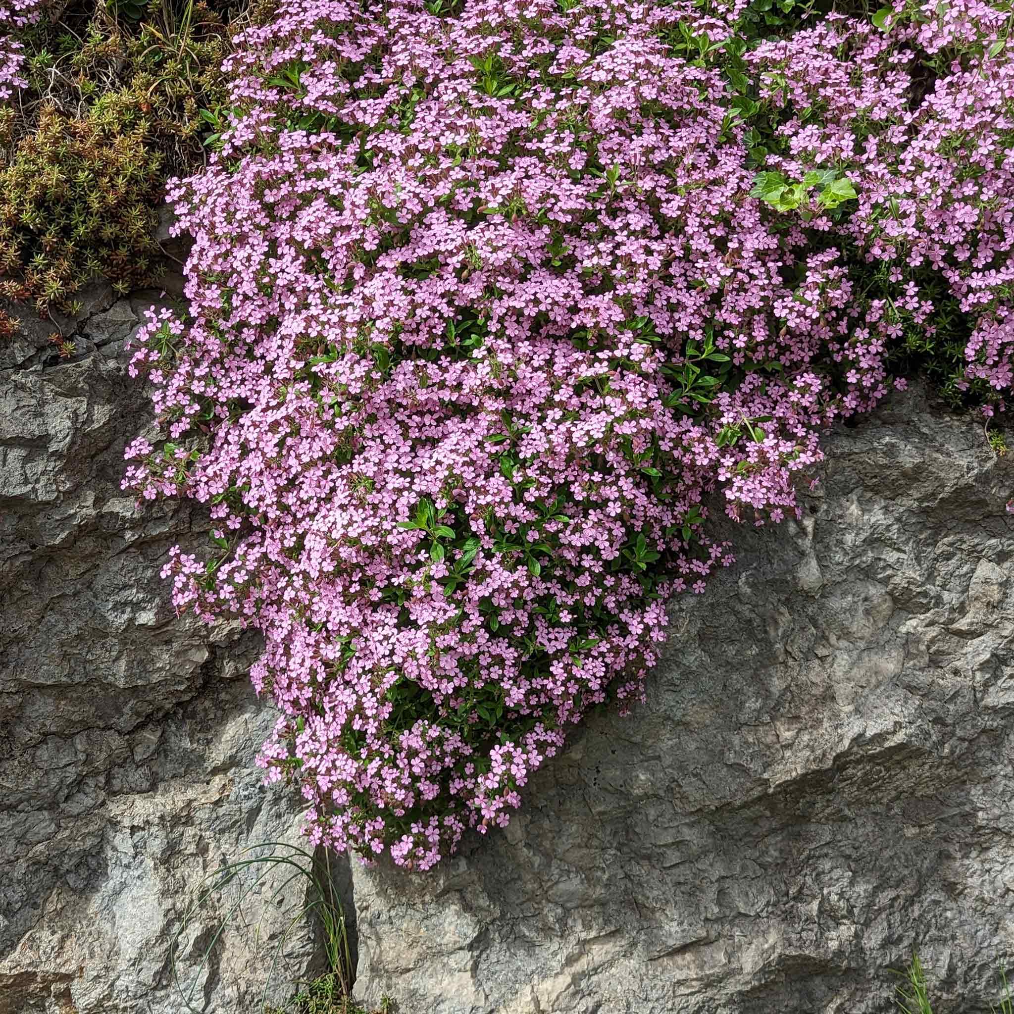 Soapwort Seeds - Rock Soapwort