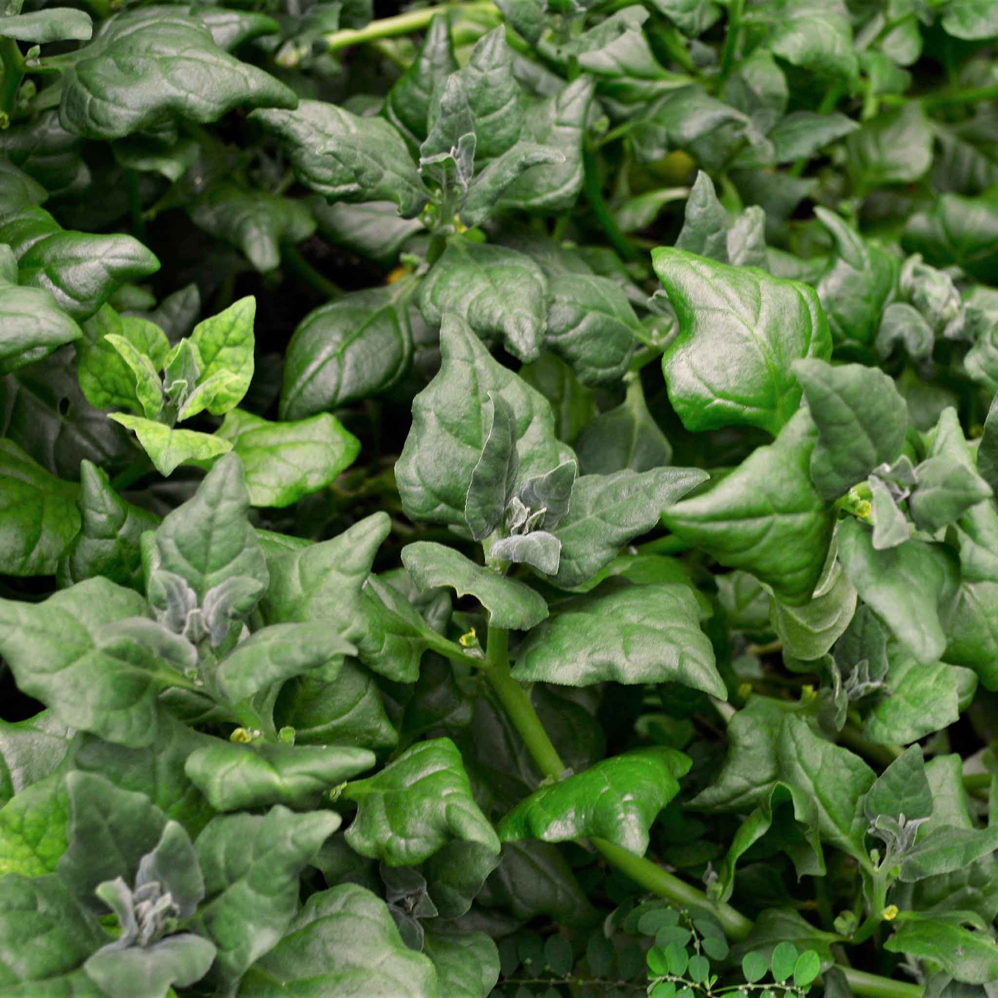 Spinach Seeds - New Zealand