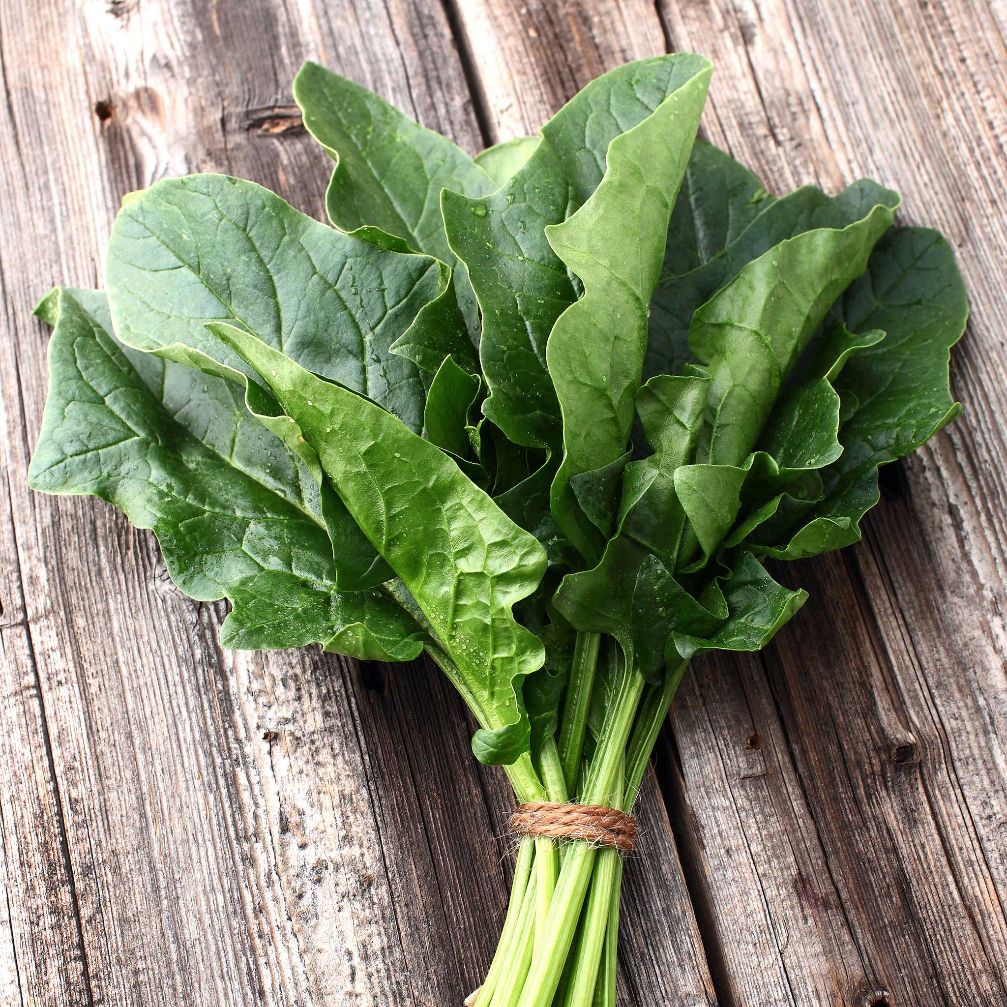 Organic Spinach Seeds - Bloomsdale Long Standing