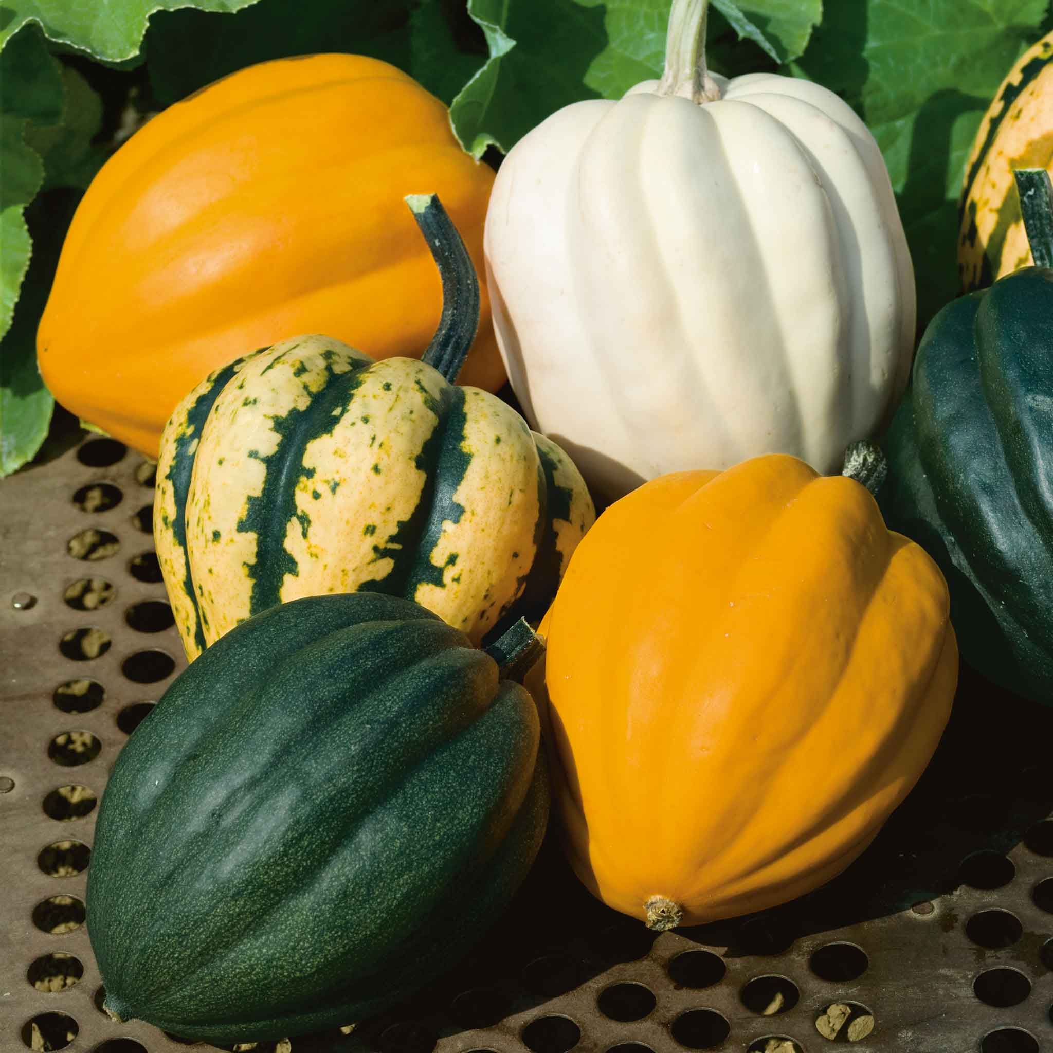 Winter Squash Seeds - Autumn Acorn Blend