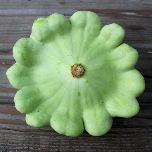 Summer Squash Seeds - Bennings Green Tint Scallop