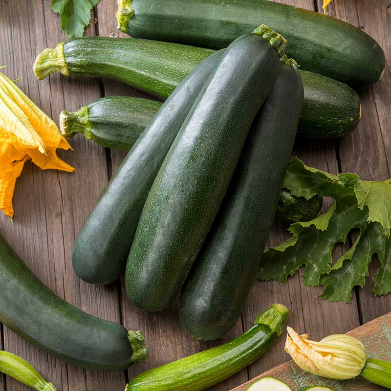 Summer Squash Seeds - Black Beauty