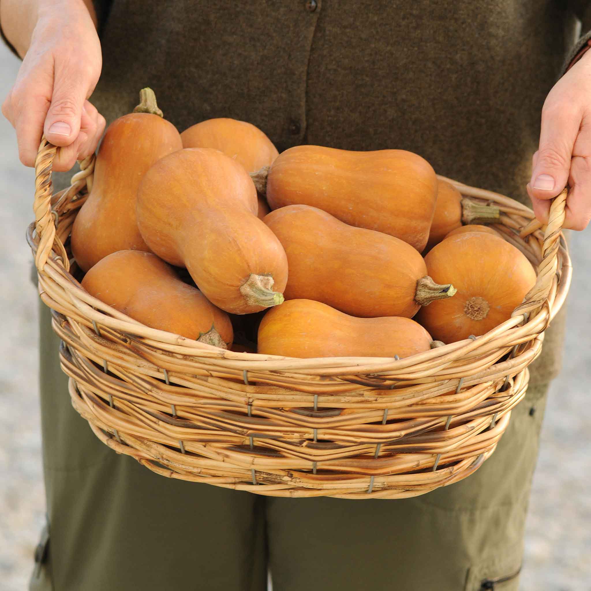 Squash (Winter) Seeds - Butterbaby