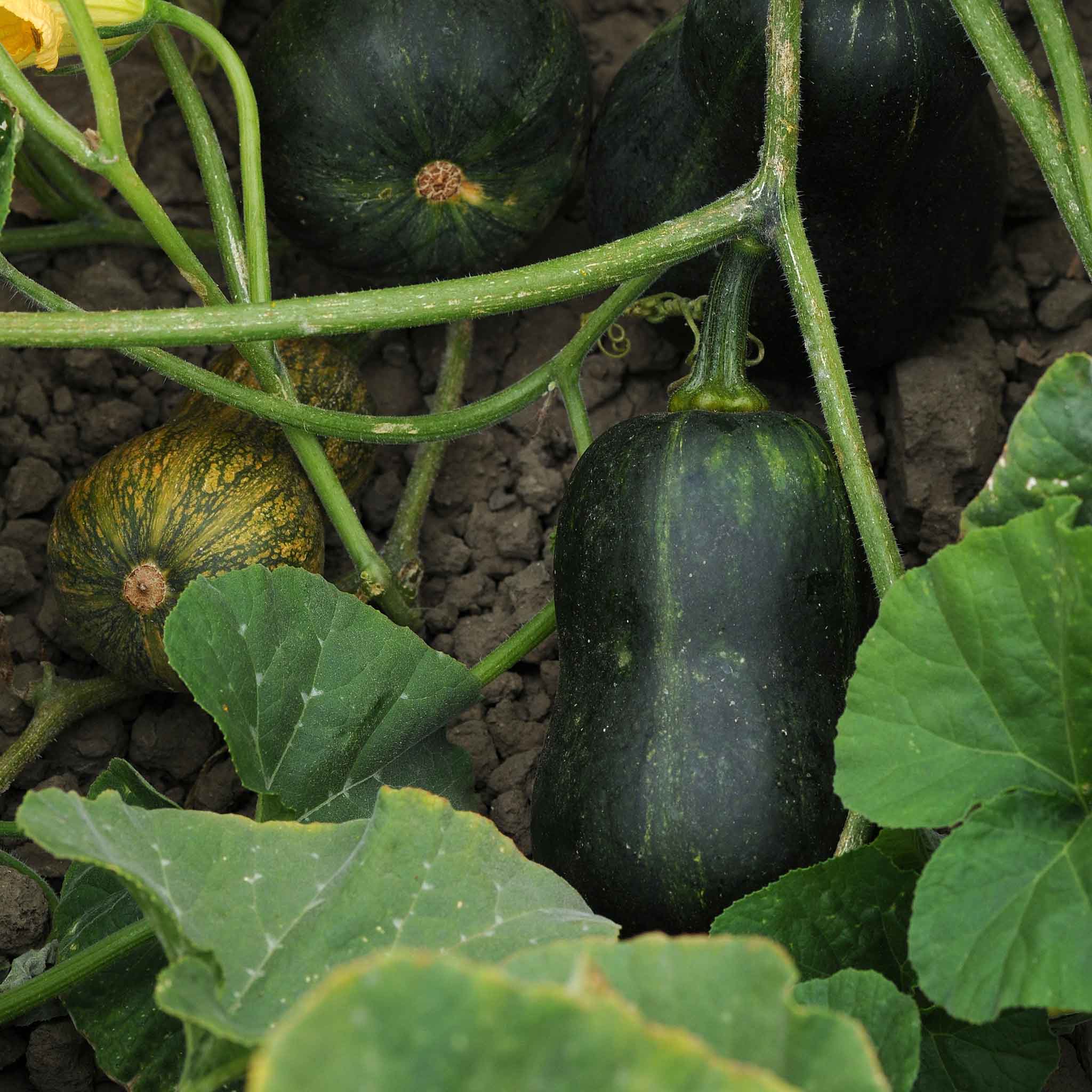 Squash (Winter) Seeds - Butterbaby