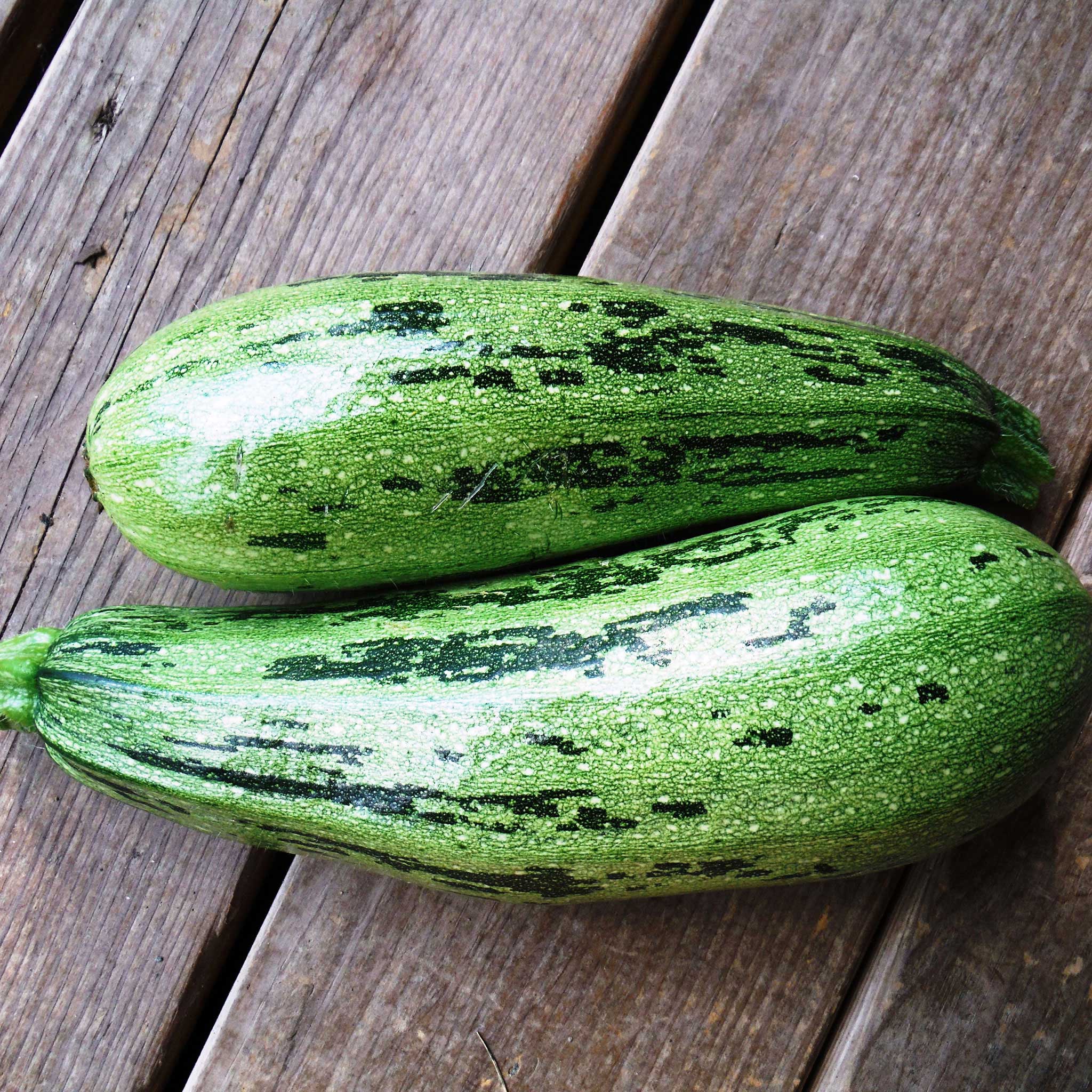 Summer Squash Seeds - Caserta