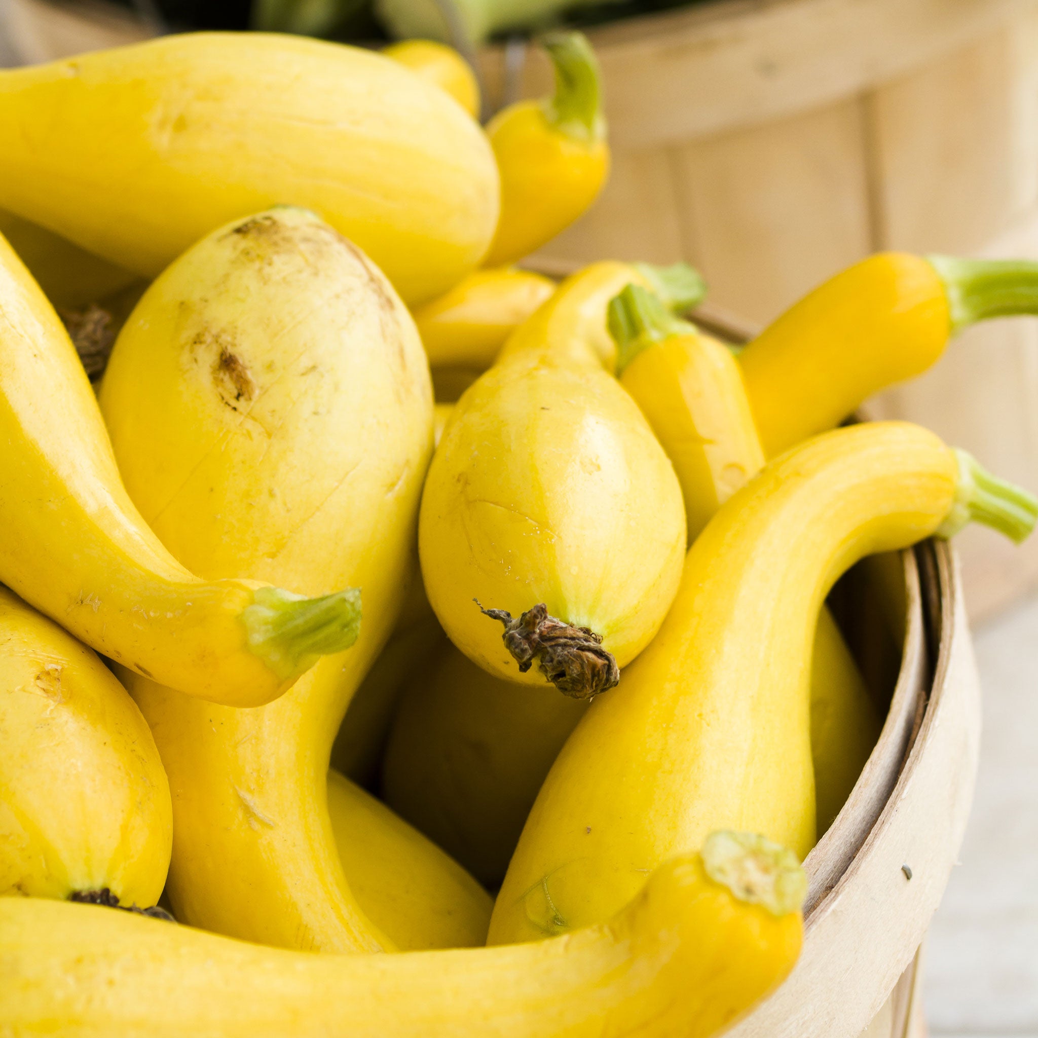 Summer Squash Seeds - Early Summer Crookneck