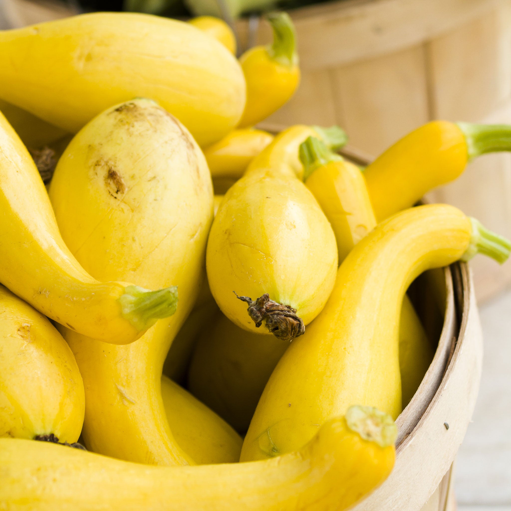 Summer Squash Seeds - Golden Summer Crookneck