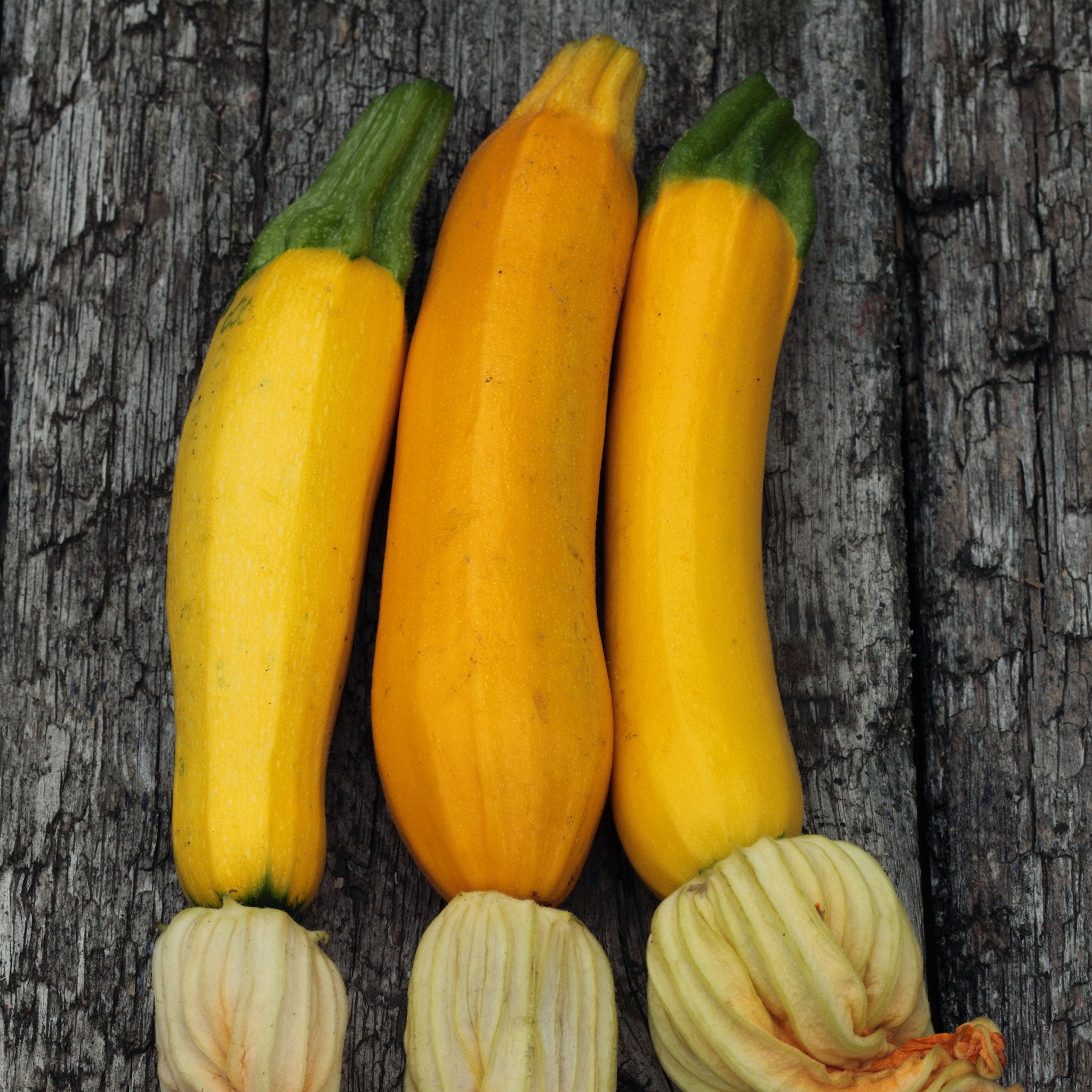 Summer Squash Seeds - Golden Zucchini