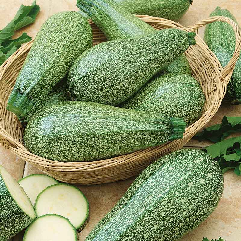 Summer Squash Seeds - Grey Zucchini