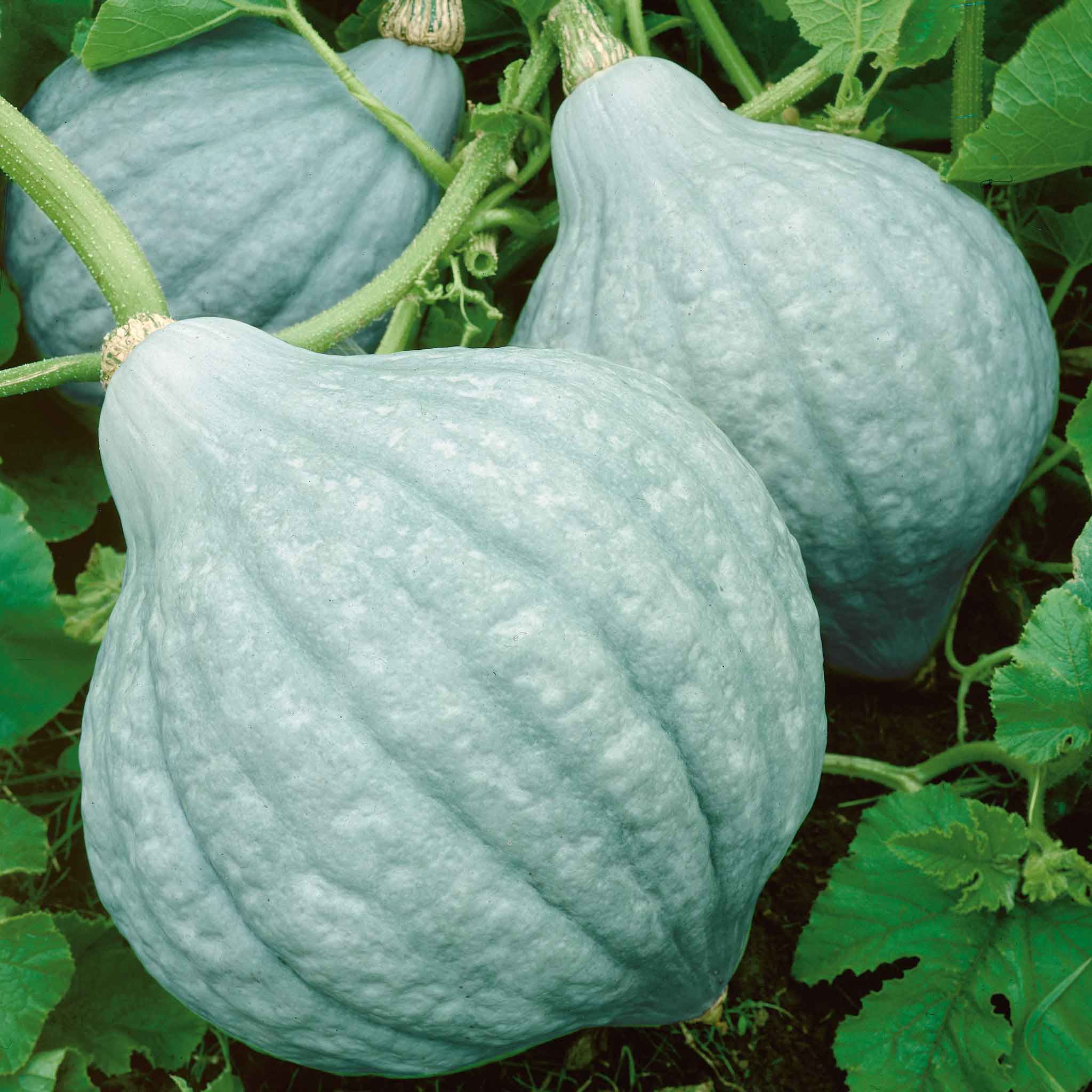 Winter Squash Seeds - Hubbard Blue