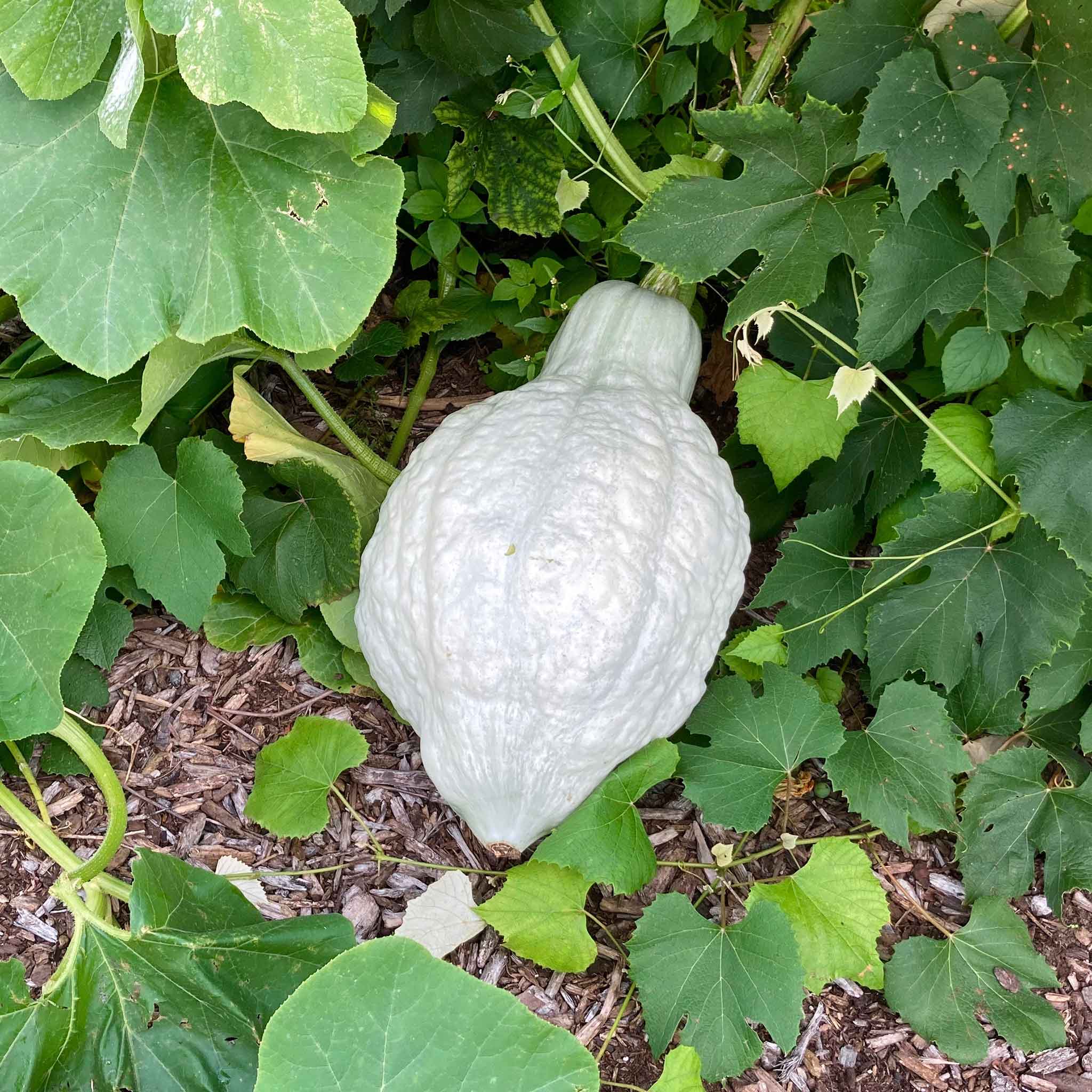 Winter Squash Seeds - Hubbard Blue