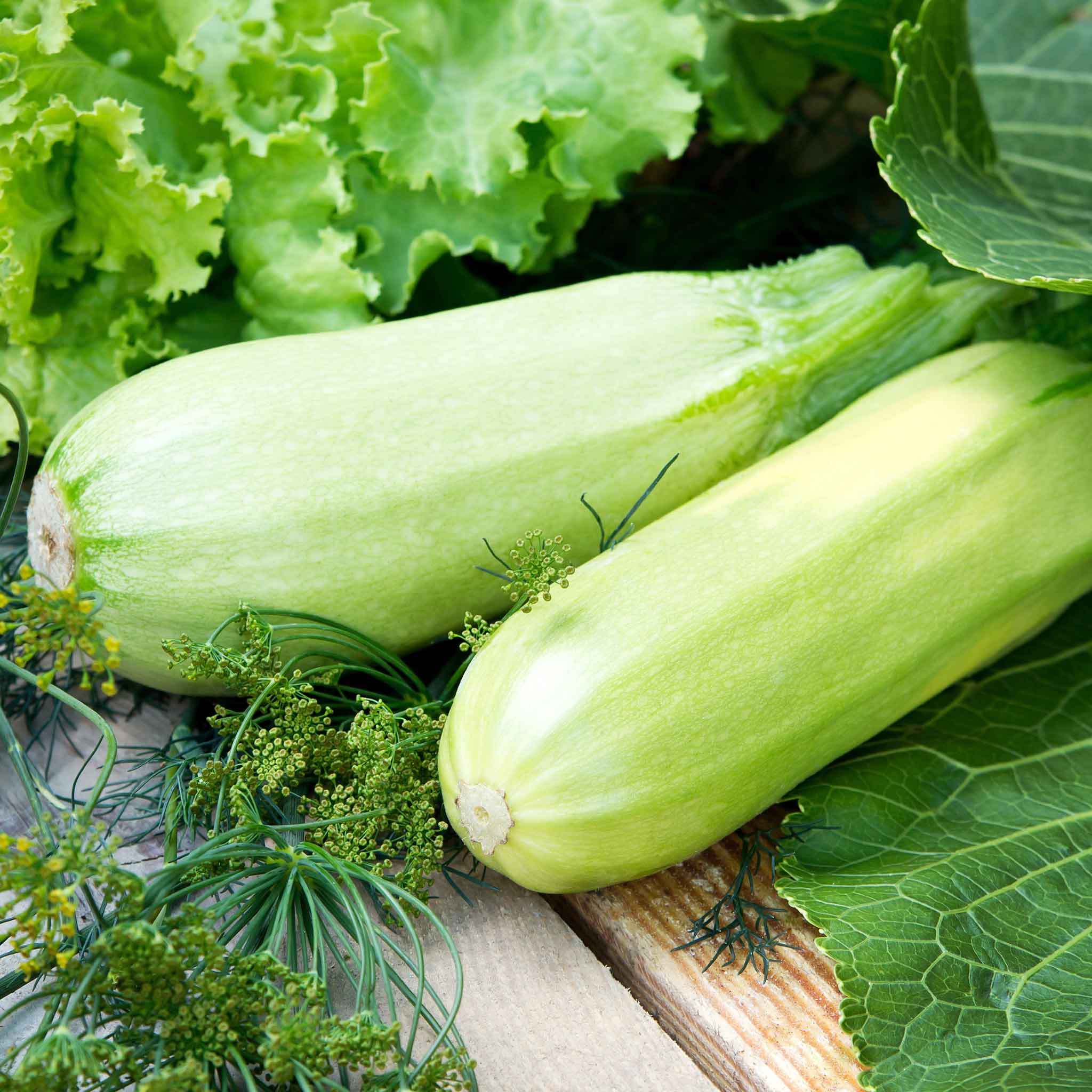 Summer Squash Seeds - Lungo Bianco Cylindrical