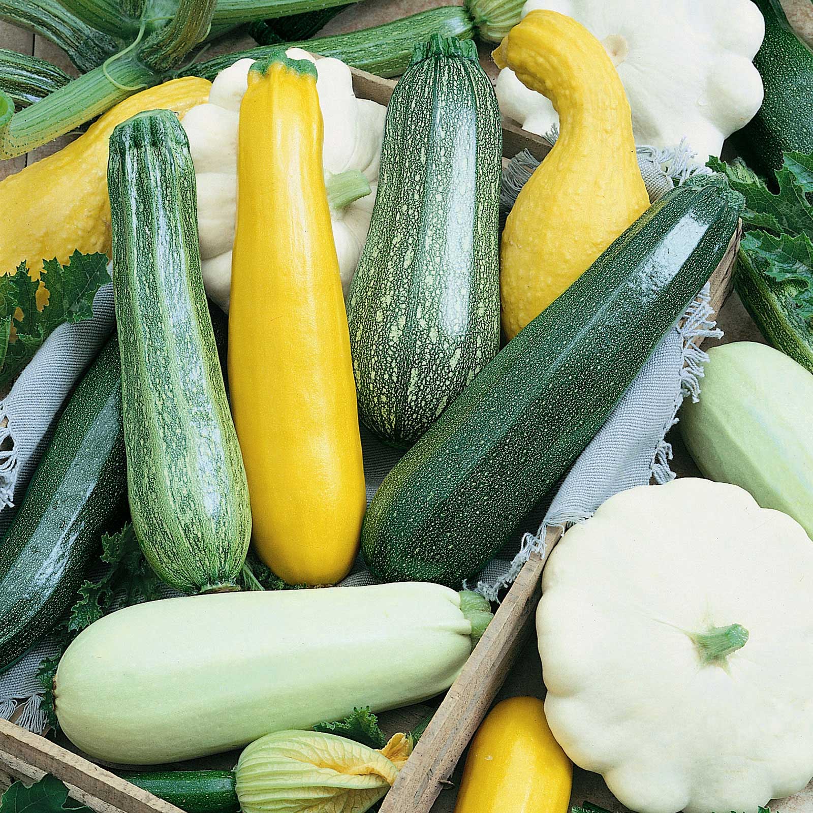 Summer Squash Seeds - Melody Blend