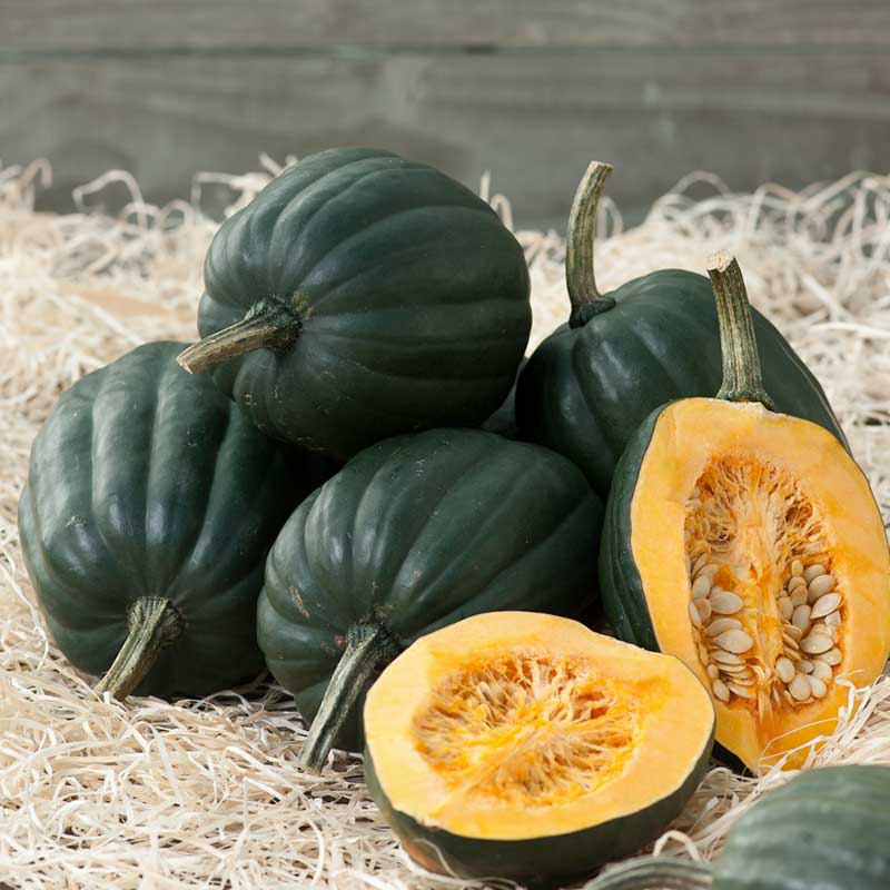 Organic Squash Seeds - Acorn Table Queen