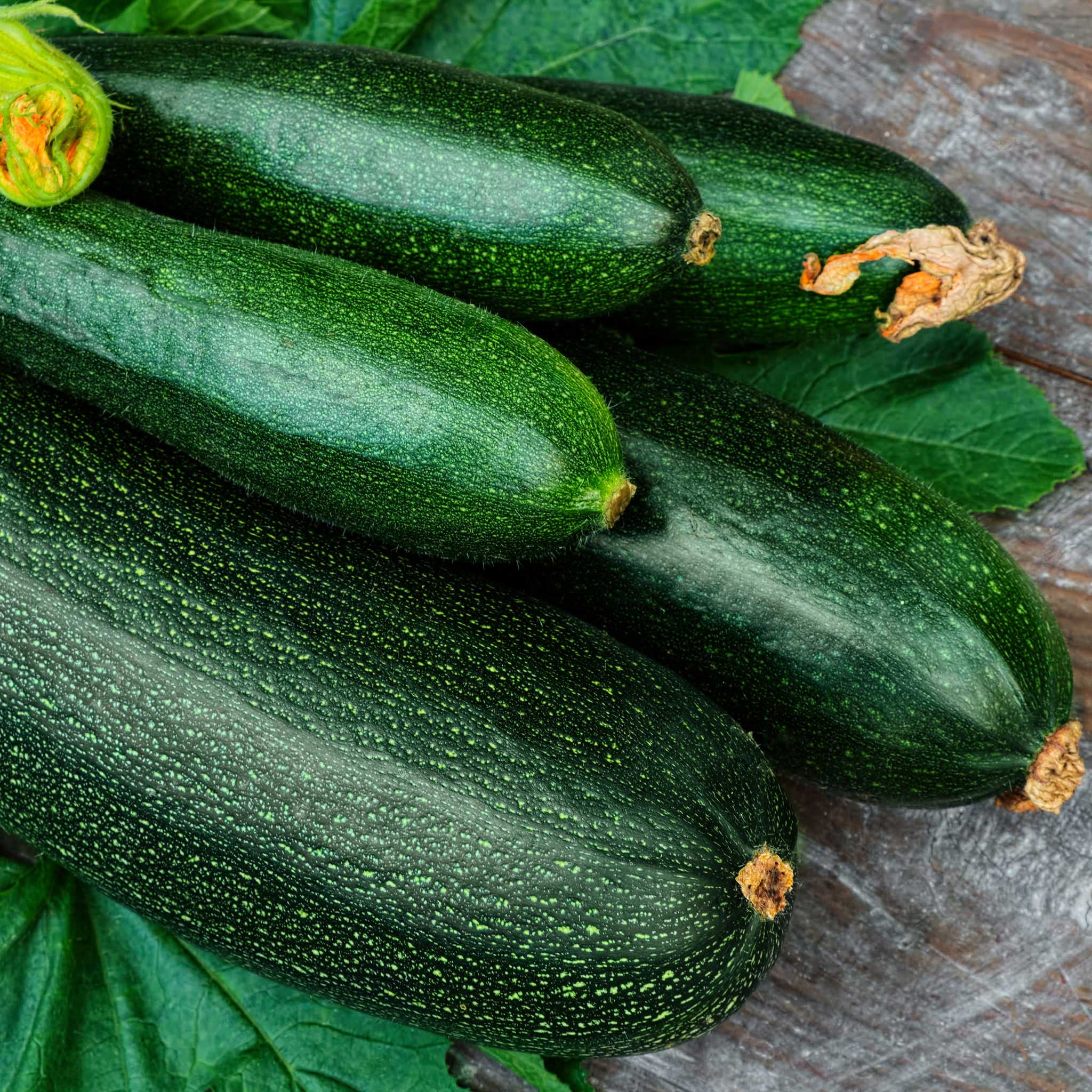 Organic Squash Seeds - Dark Green Zucchini