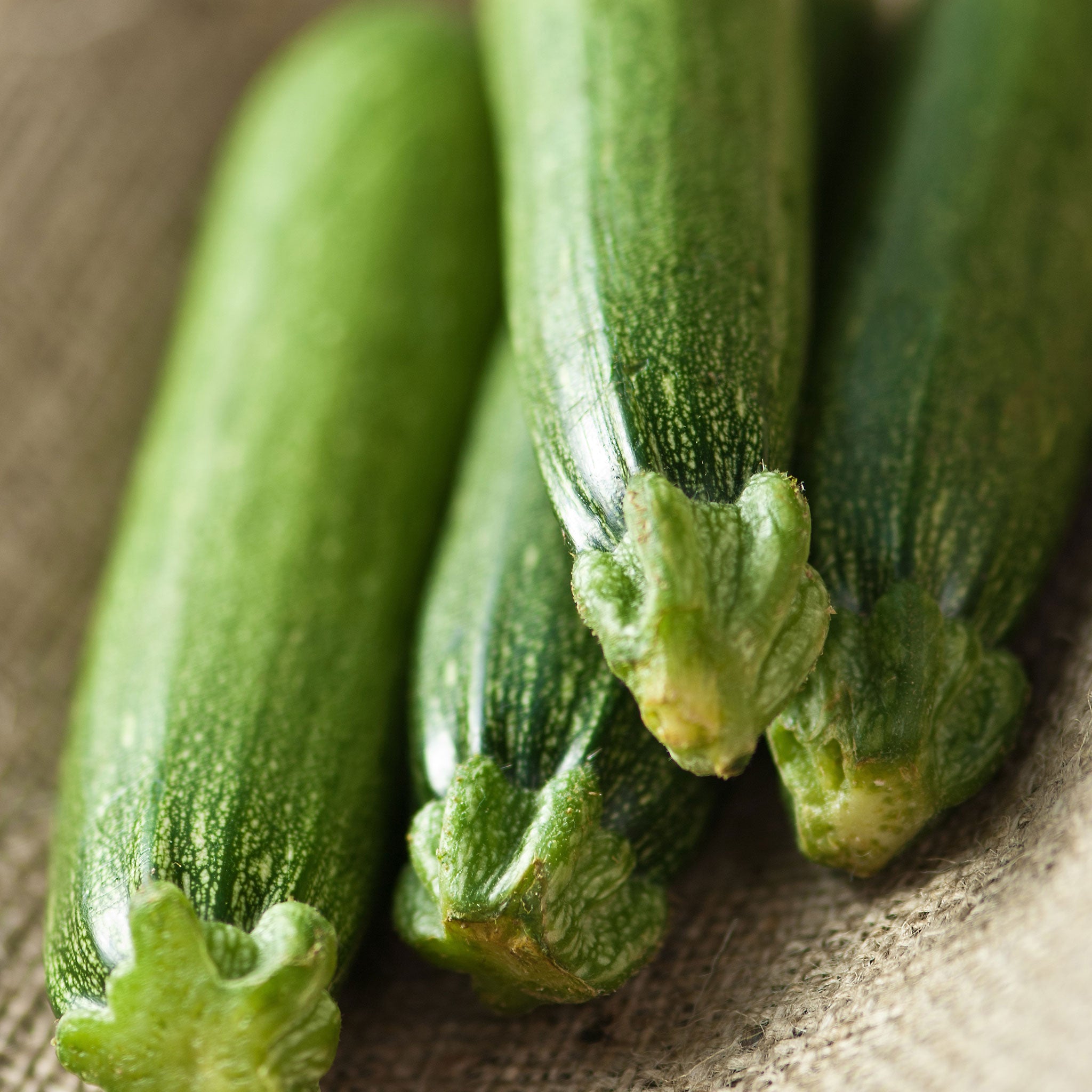 Organic Squash Seeds - Fordhook Zucchini