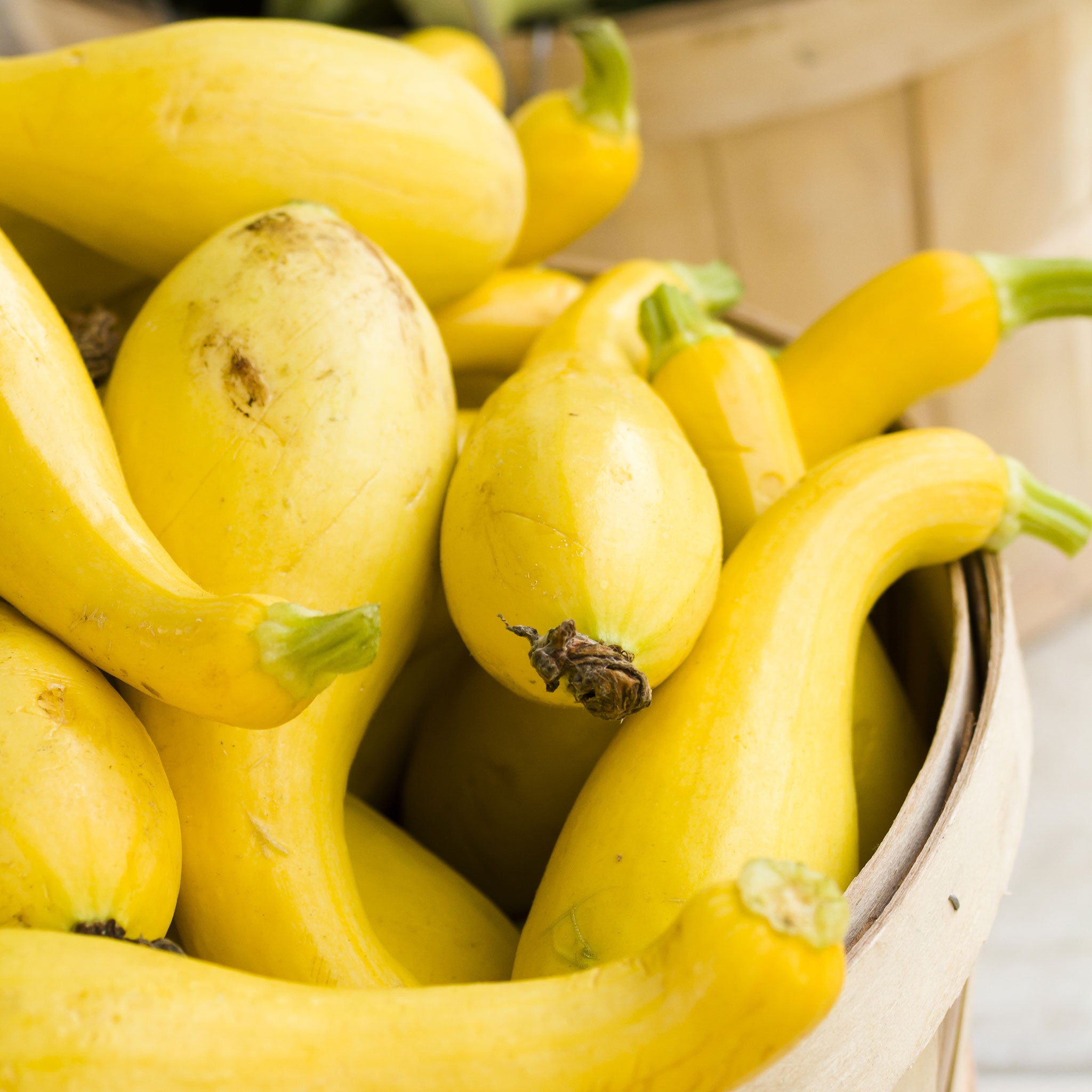 Organic Squash Seeds - Golden Summer Crookneck