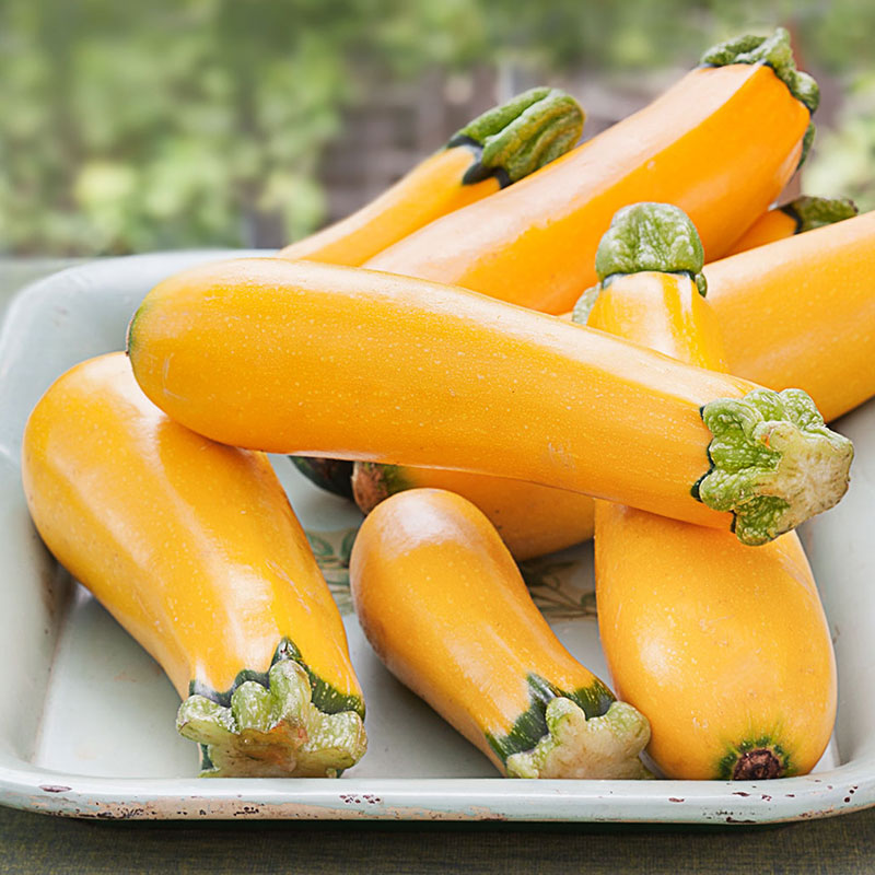 Organic Squash Seeds - Golden Zucchini