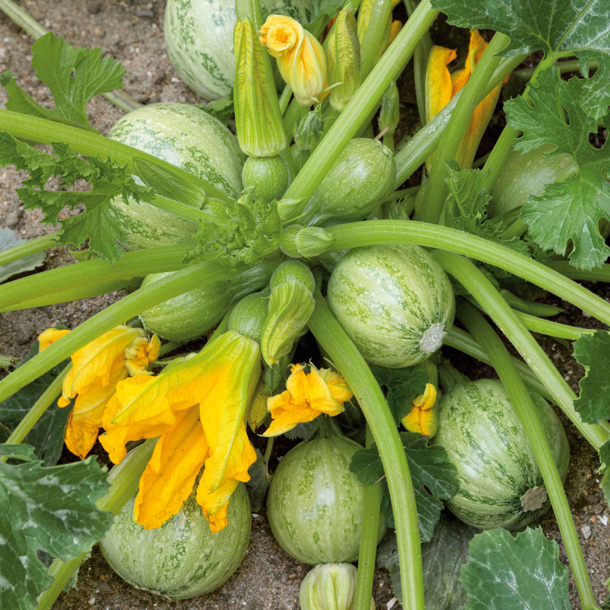 Summer Squash Seeds - Ronde De Nice