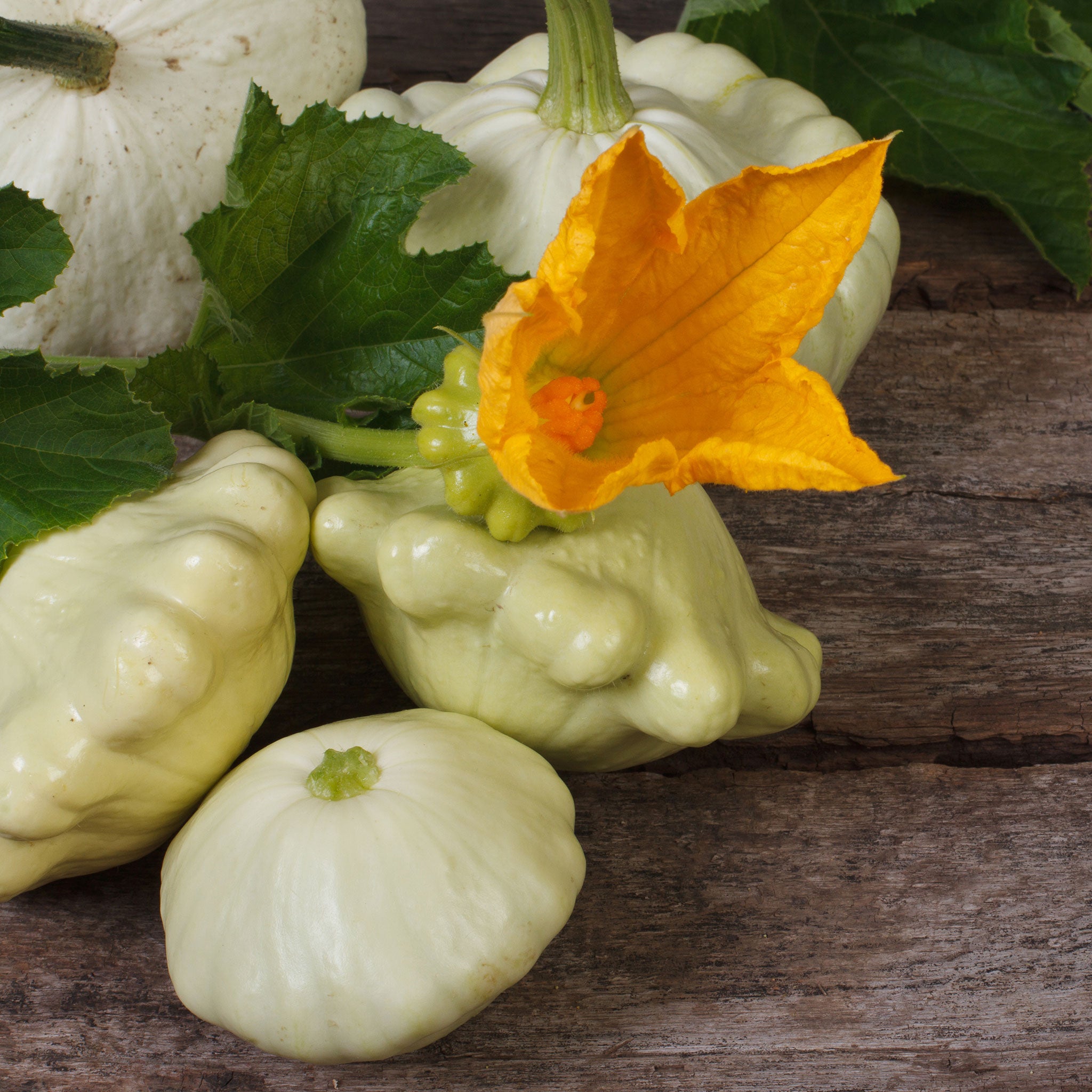 Summer Squash Seeds - Scallop