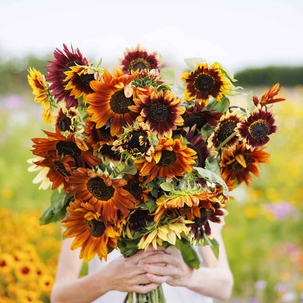 Sunflower Seeds - Autumn Beauty