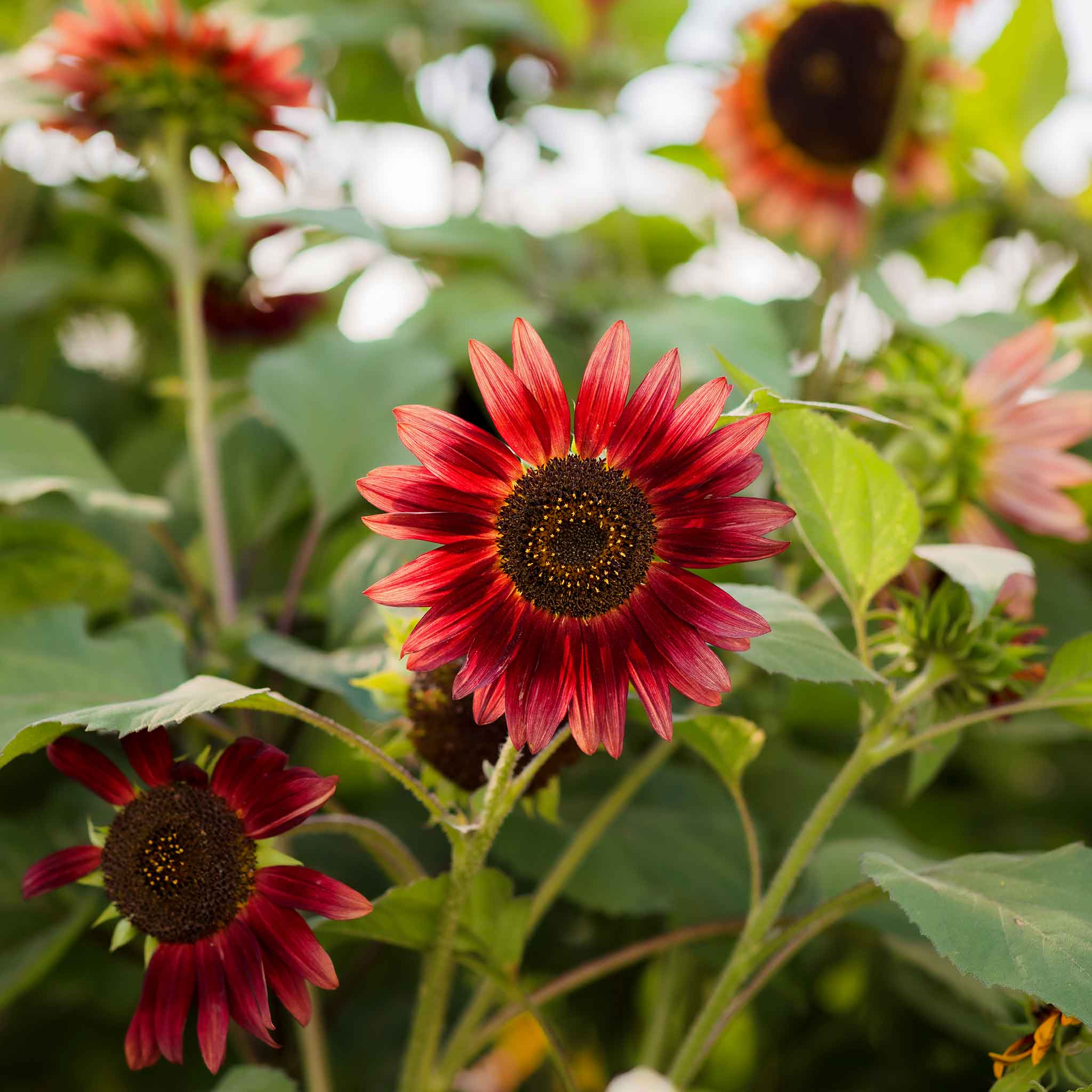 Sunflower Seeds - Chocolate