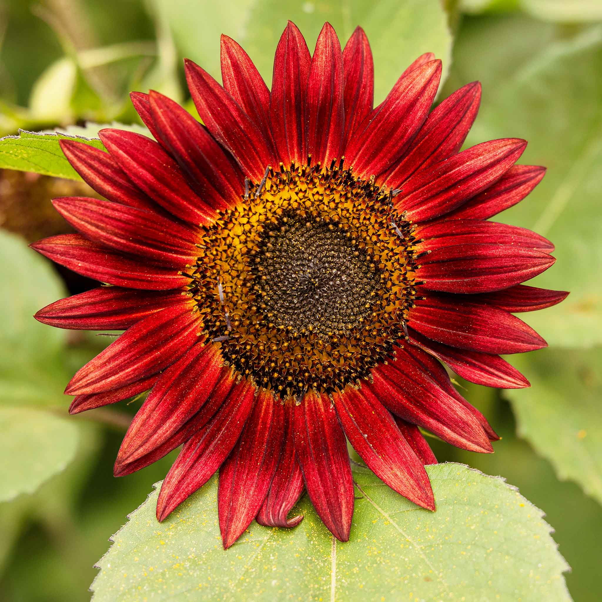 Sunflower Seeds - Chocolate