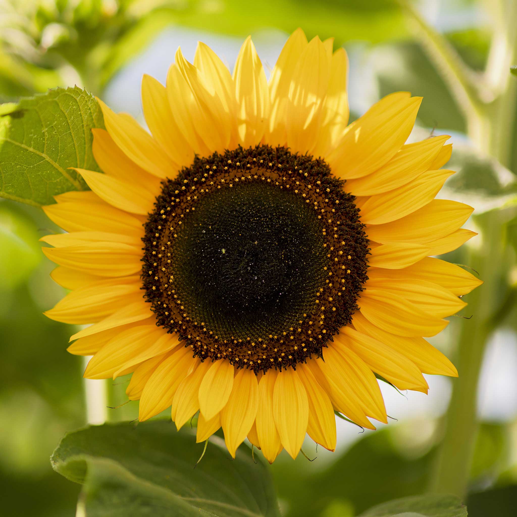 Sunflower Seeds - Domino