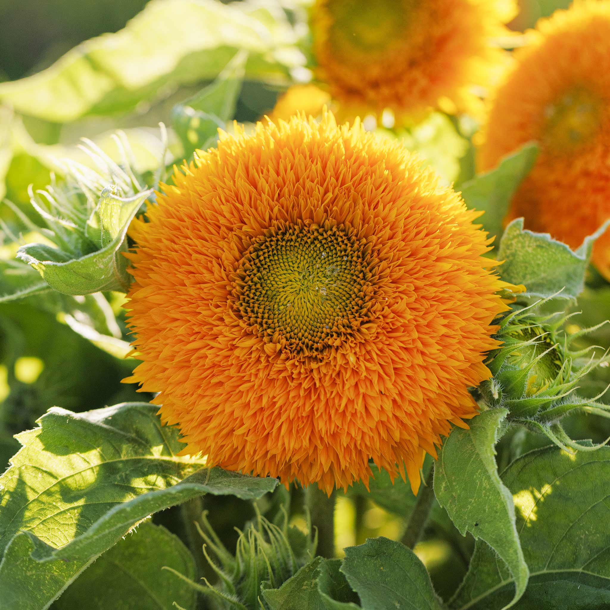 Sunflower Seeds - Dwarf Teddy Bear