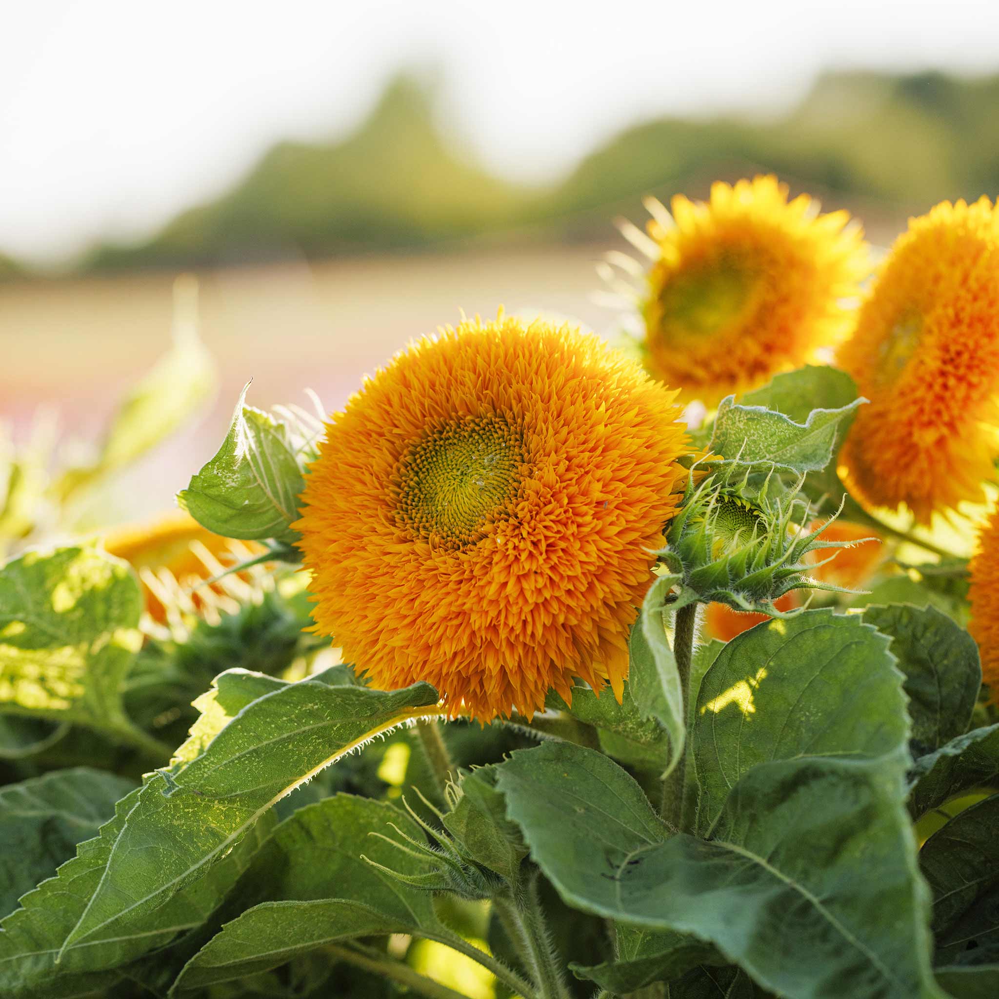 Sunflower Seeds - Dwarf Teddy Bear